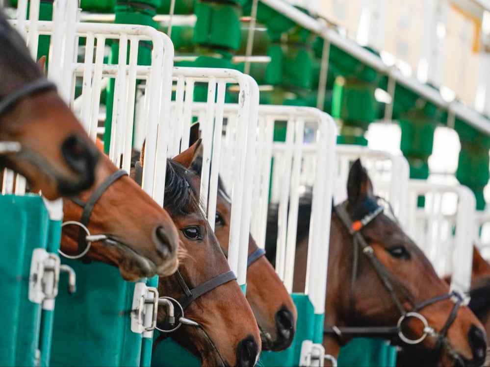 A general view of horses at Lingfield Park Racecourse