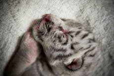 White tiger cubs likely died of Covid, zoo says