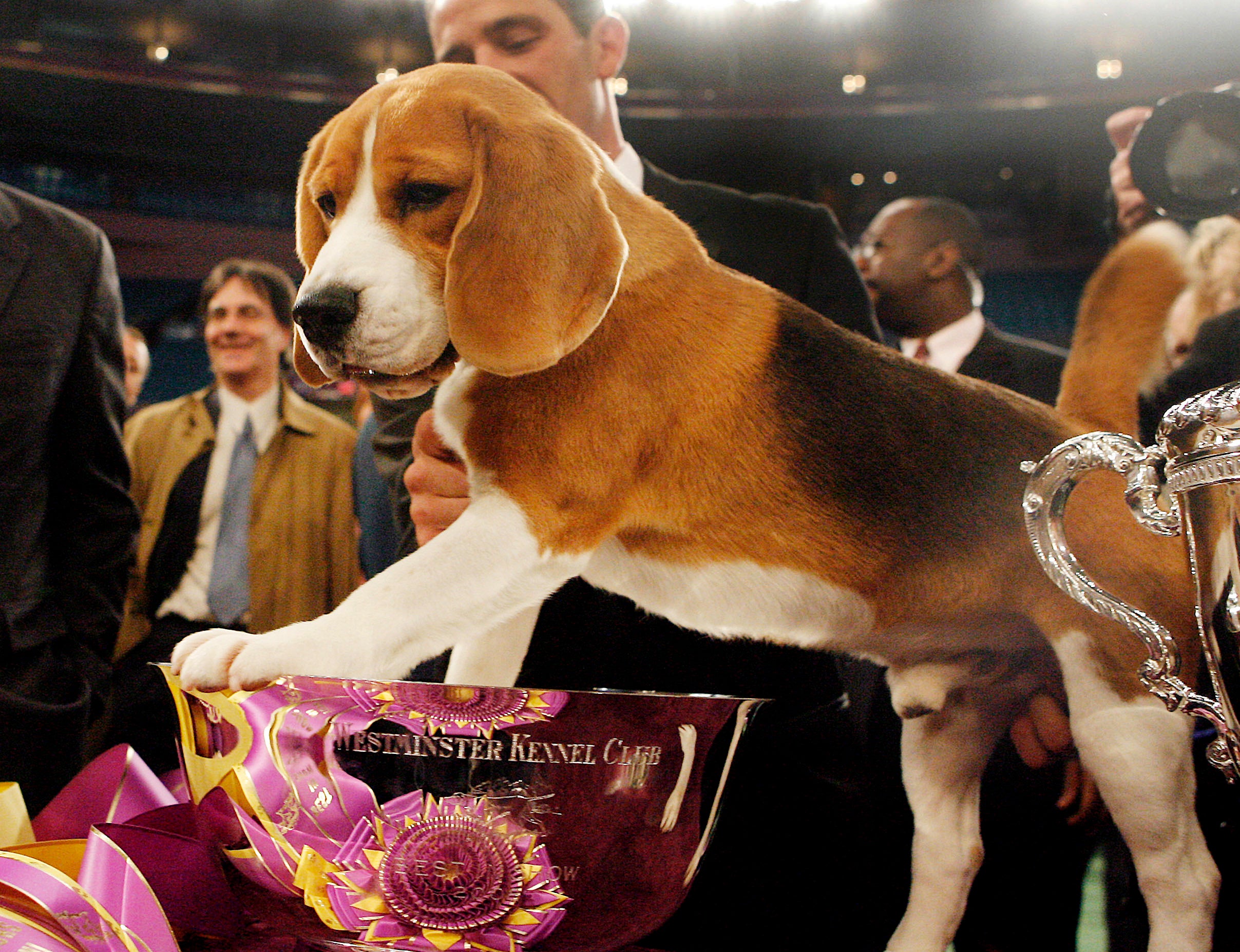 Westminster Dog Show Memories