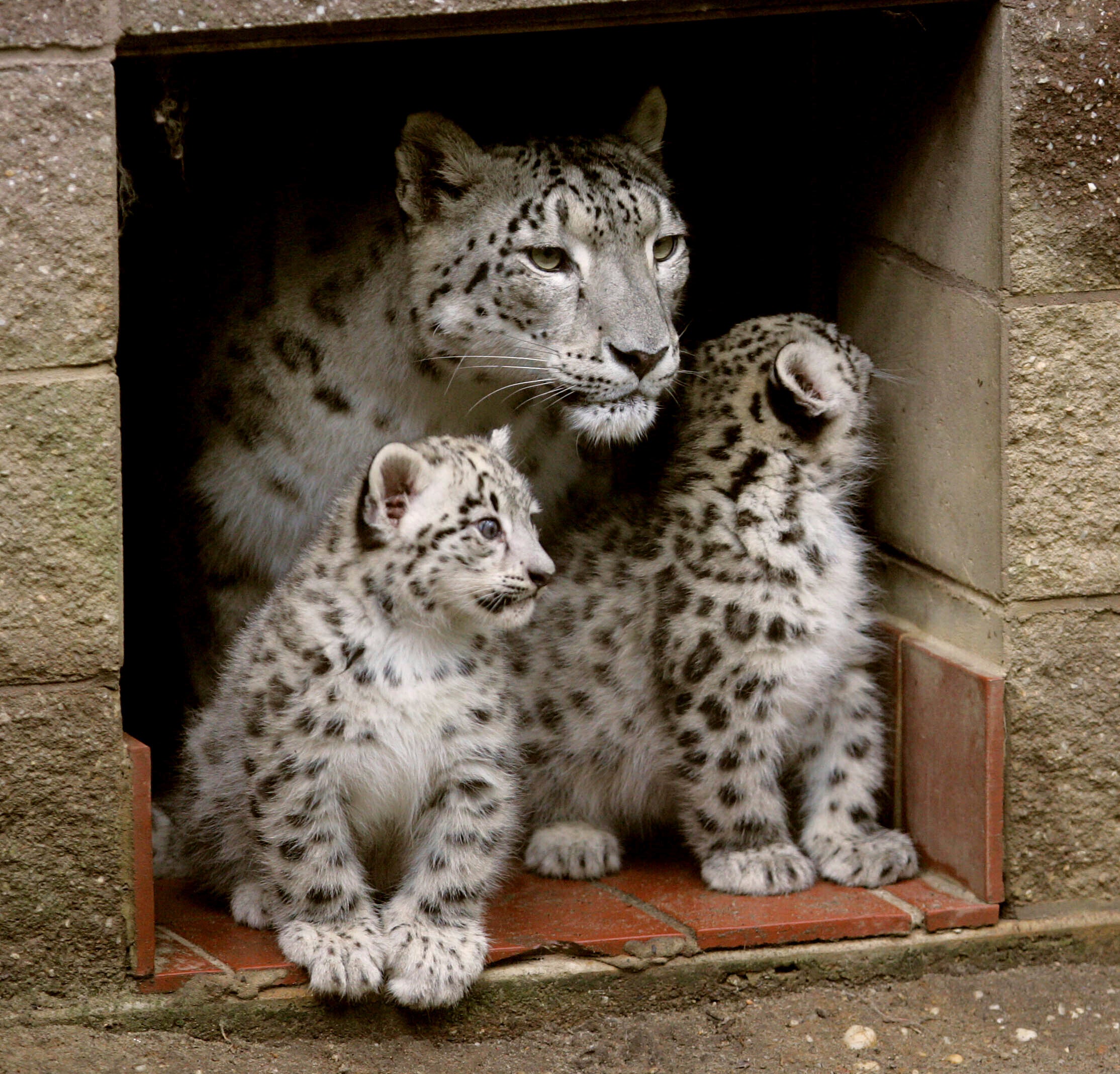 Snow Leopard