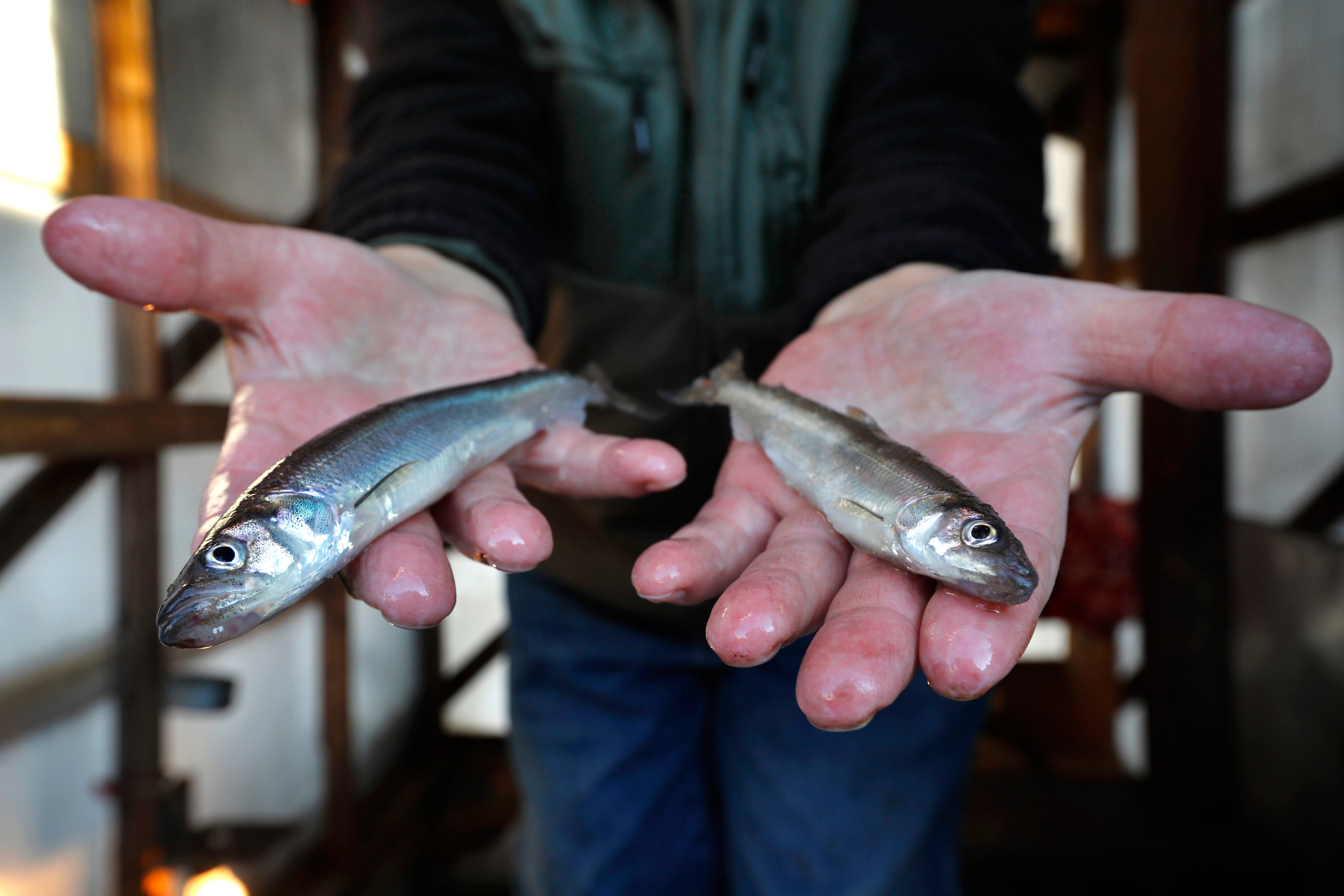 Smelts Lack Of Ice