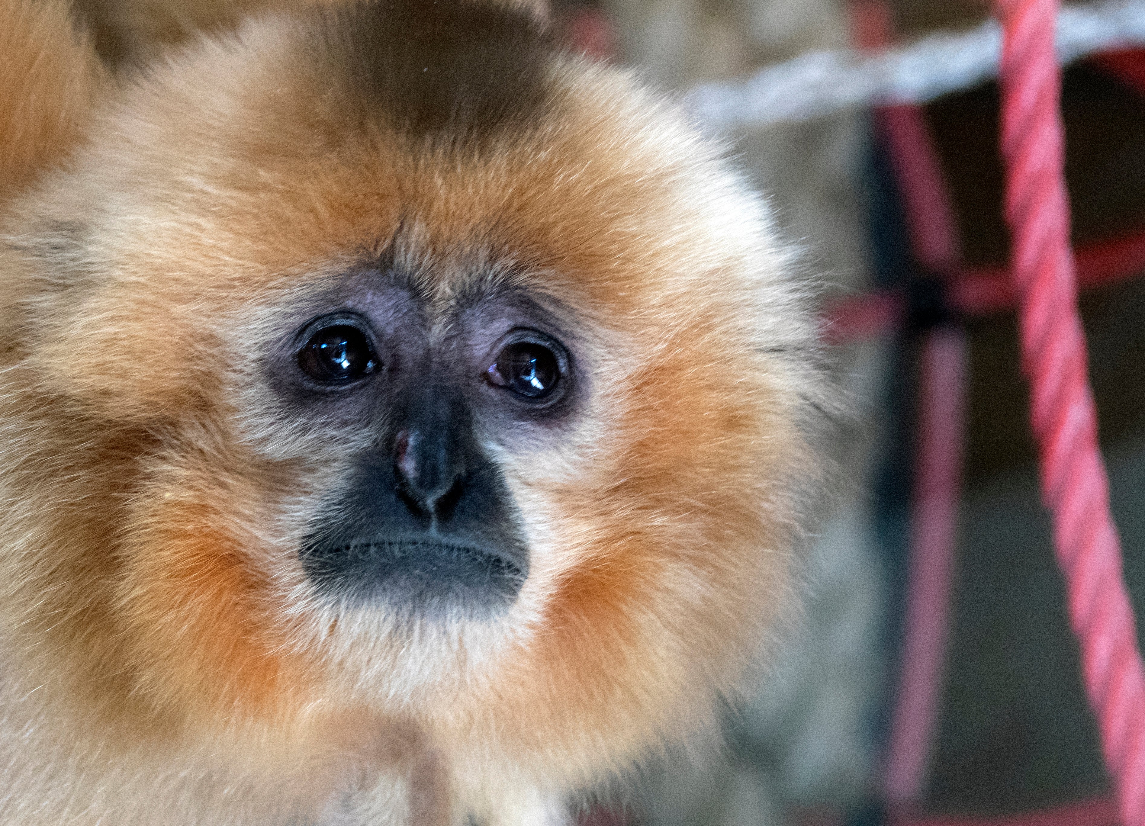 Bosnia Gibbons