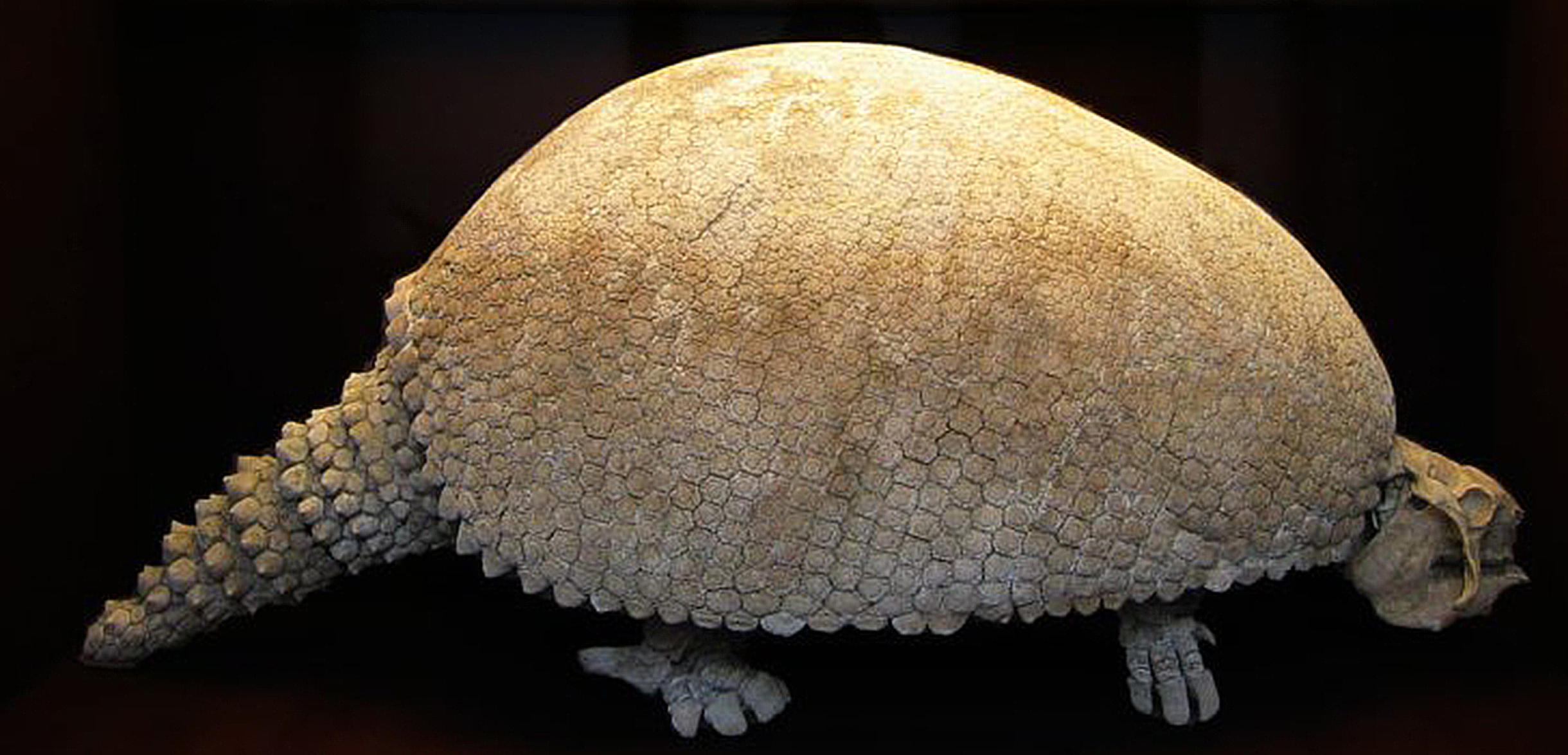 Extinction of North America’s largest animals likely caused by ancient climate change