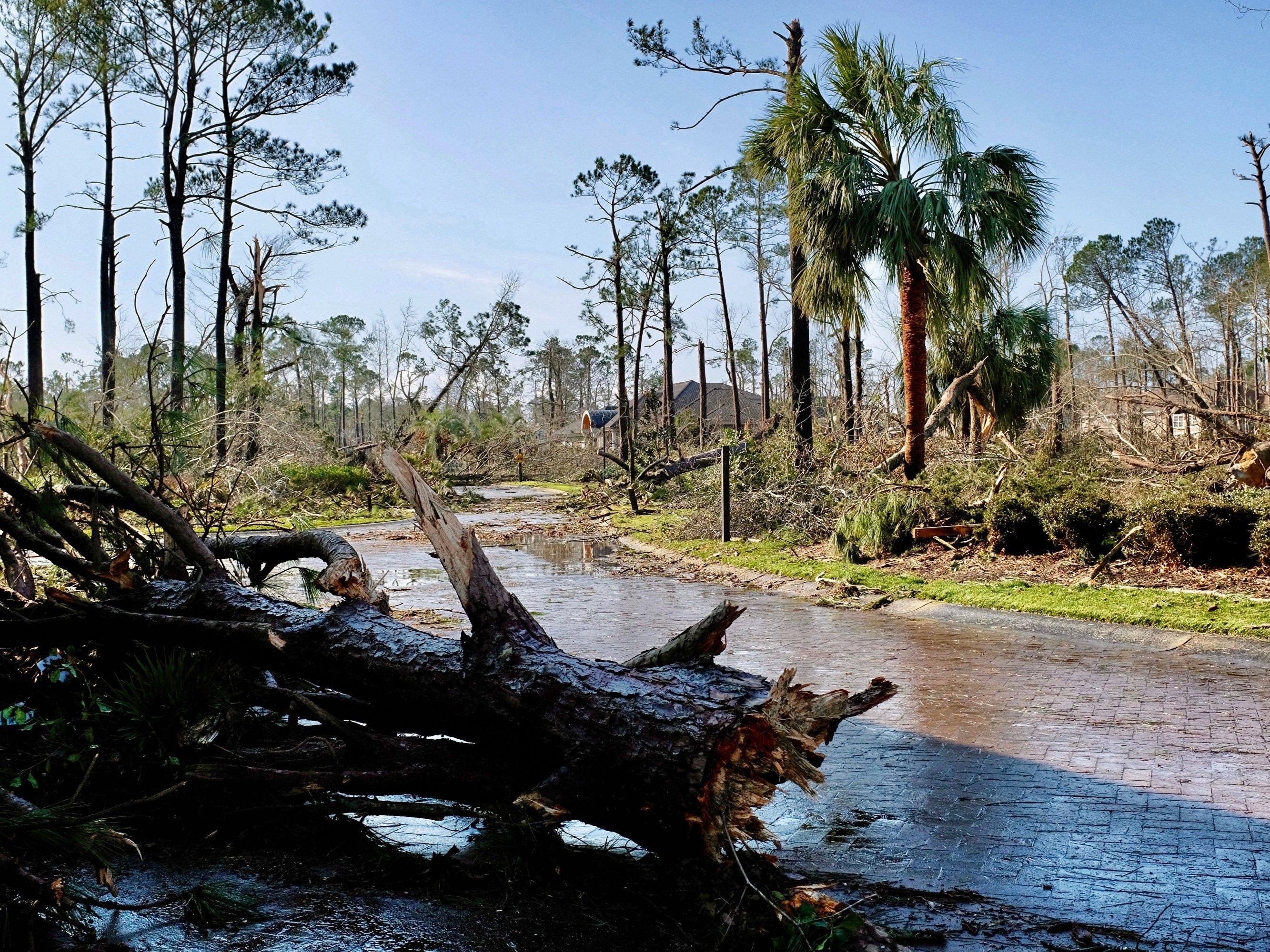 Fallen trees litter the ground after a tornado tore through a residential area of Brunswick County, North Carolina