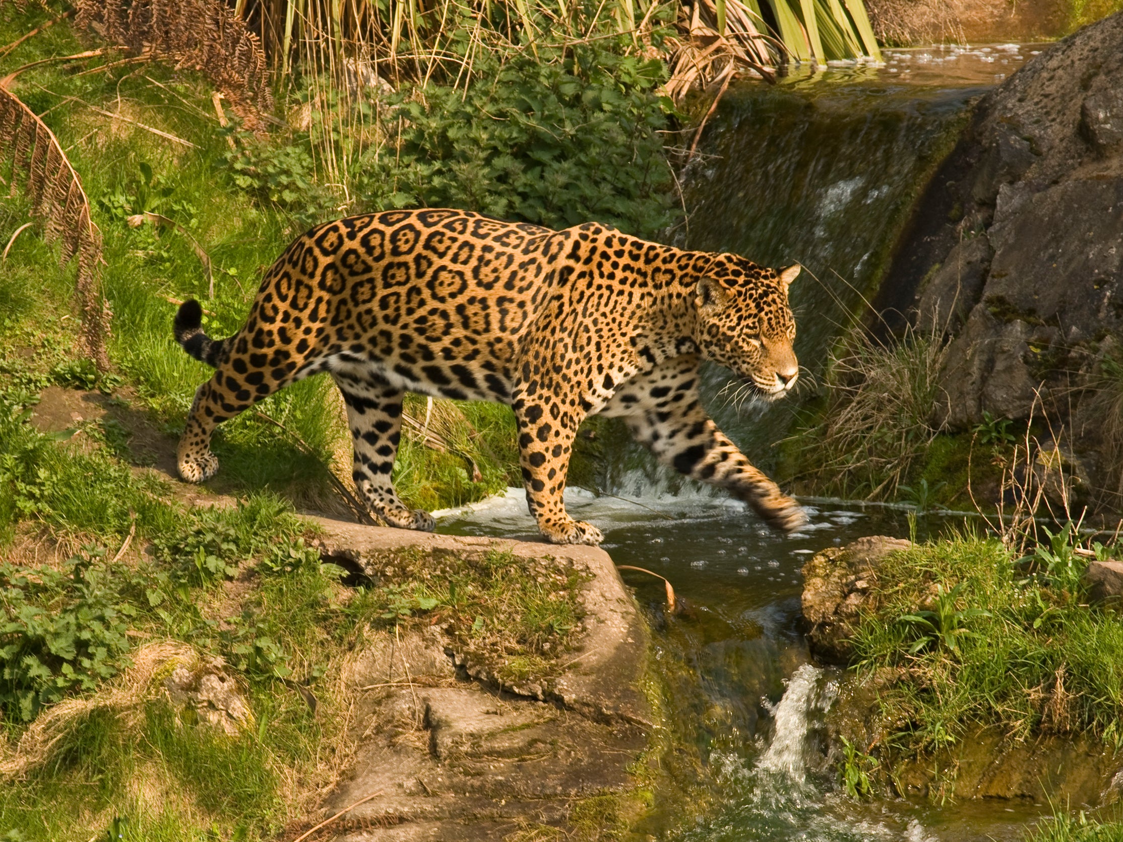 Rewilding: Jaguars return to Argentina’s wetlands 70 years after local extinction