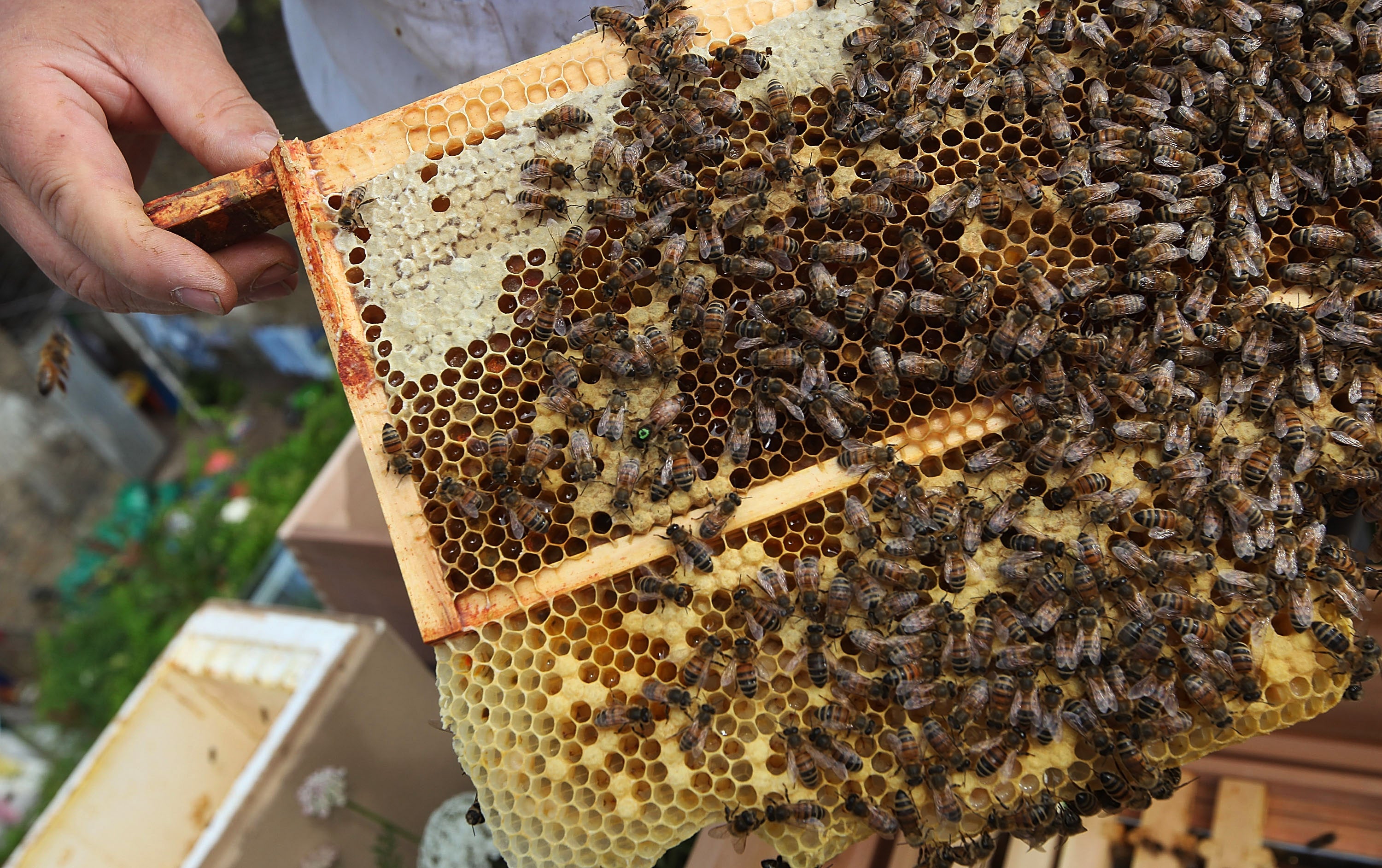 A beekeeper installs a new bee hive on an urban rooftop garden in Hackney, London