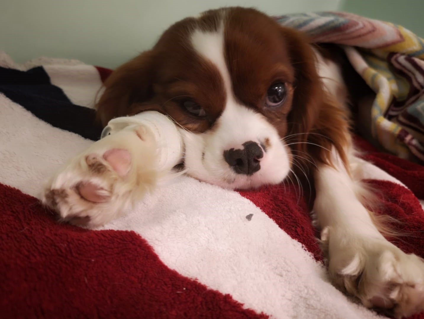 Toffee’s life was saved when vets removed the PPE