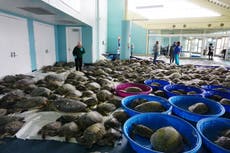 Thousands of cold-stunned sea turtles being rescued in Texas