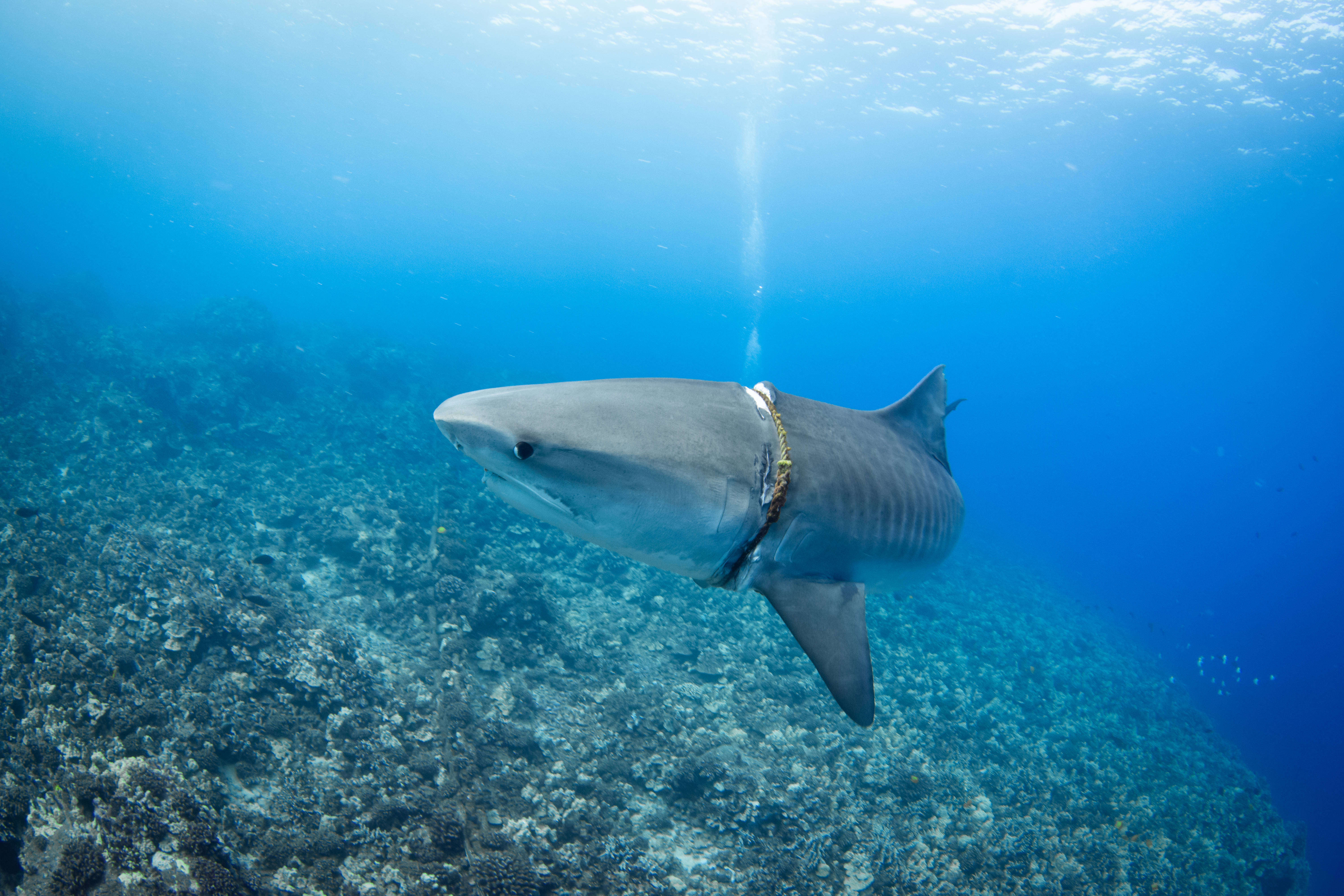 The tightness has caused the shark to experience a loss of appetite rendering it severely underweight