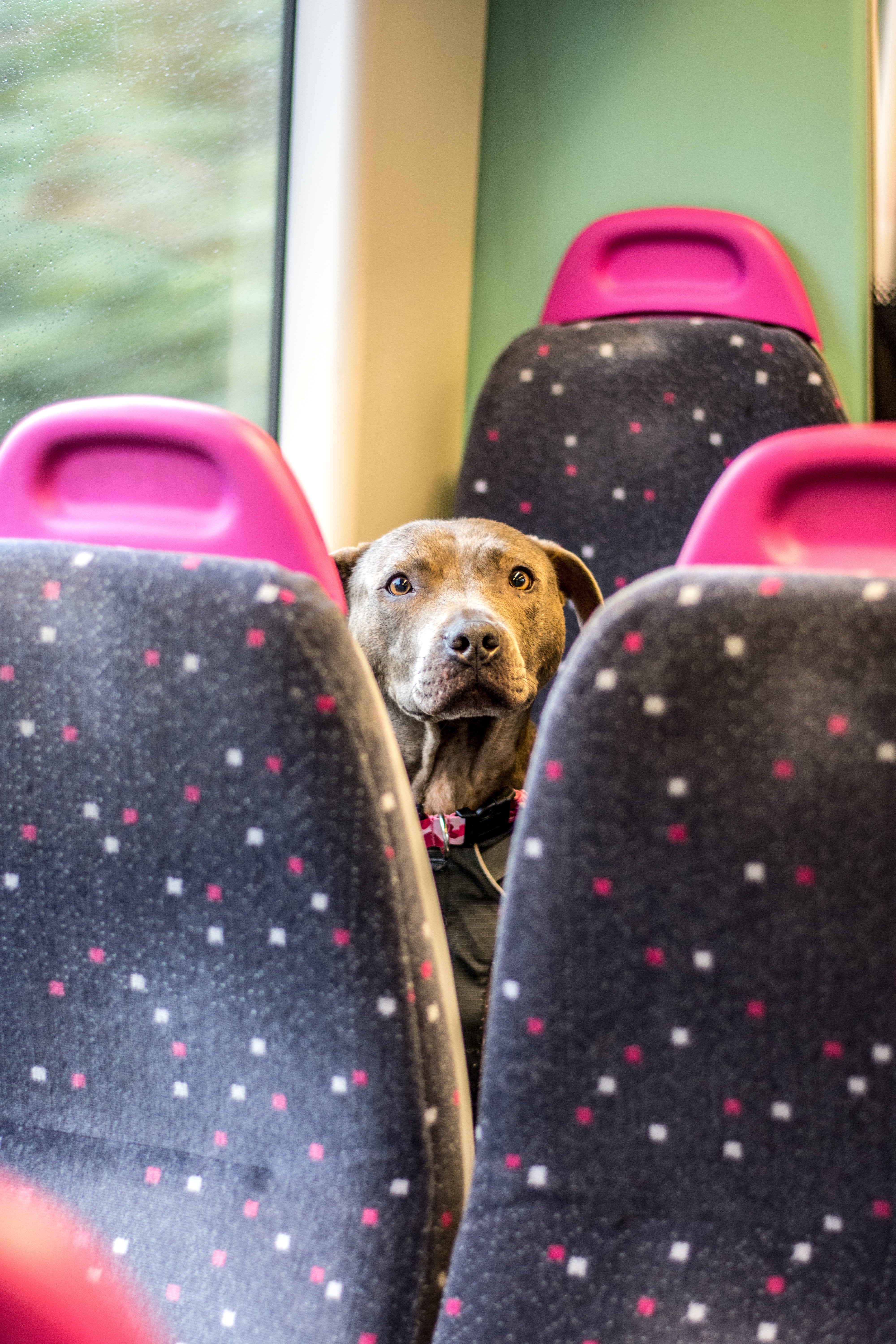 'Dog Training' - A dog on a train