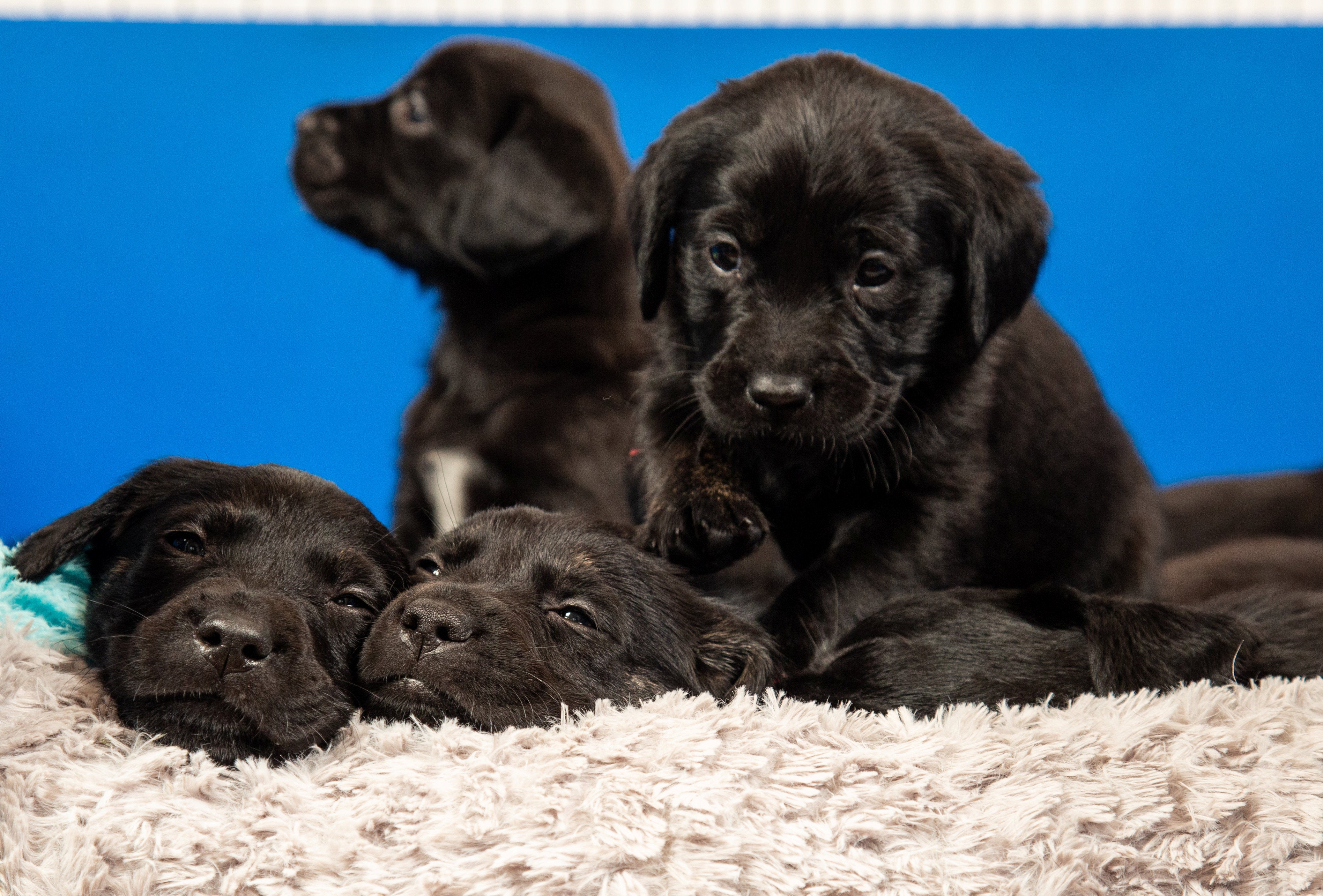 A pile of puppies playing together