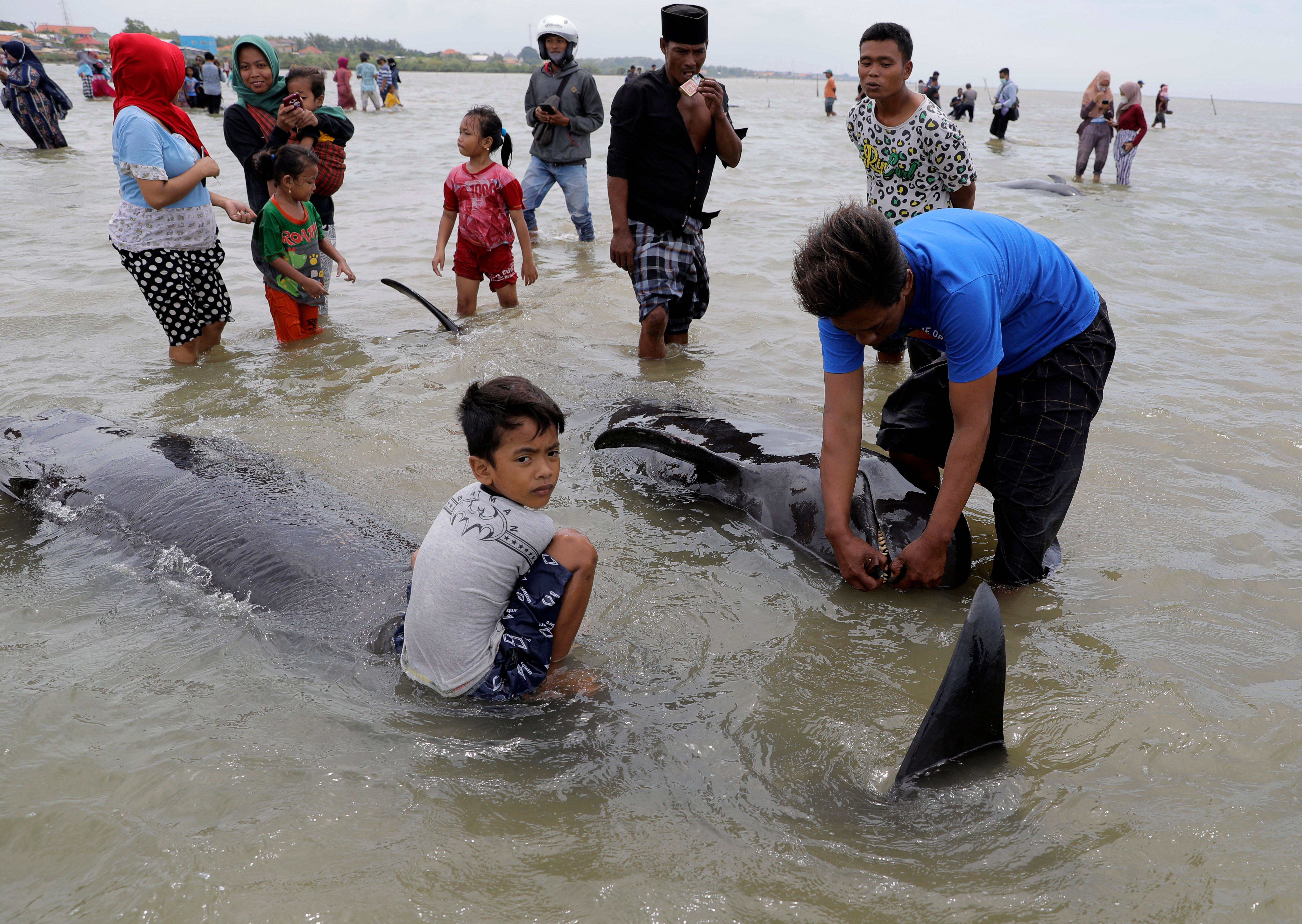 Indonesia Stranded Whales