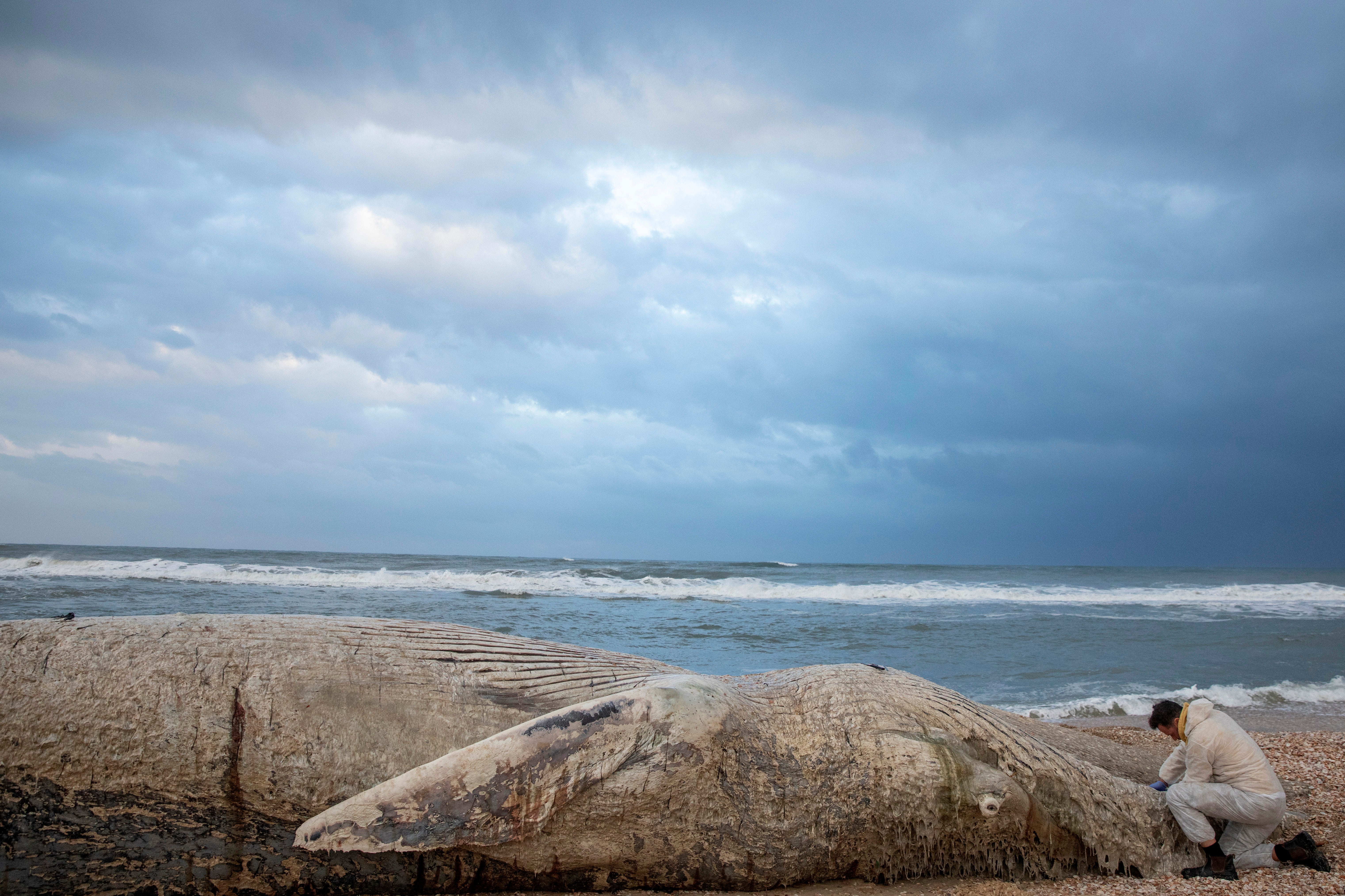 APTOPIX Israel Whale