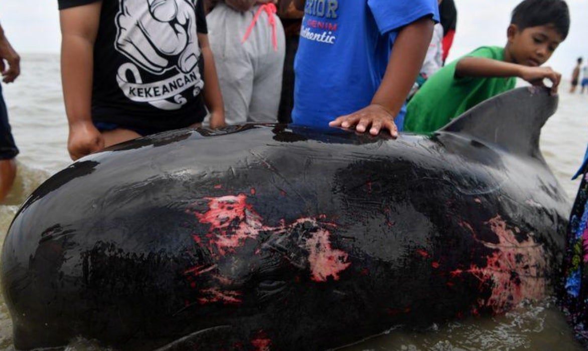 Whales became beached on Thursday