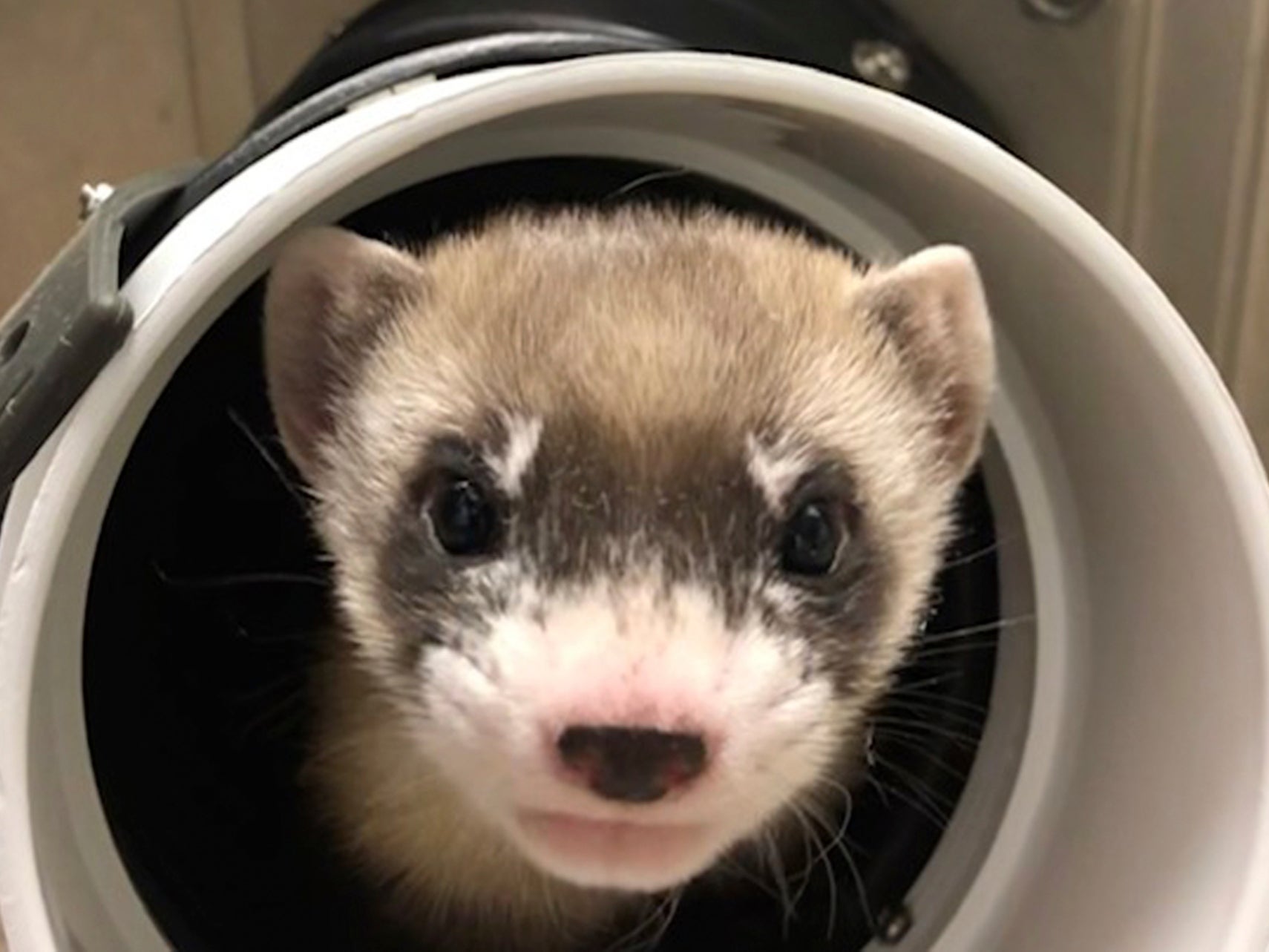 Elizabeth Ann, the first cloned black-footed ferret and first-ever cloned US endangered species, at 50-days old on 29 January, 2021