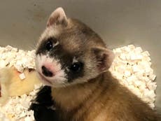 Black ferret who died 30 years ago cloned in US first for endangered species