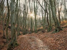 David Attenborough said everyone should spend 10 minutes in the wood – so I did