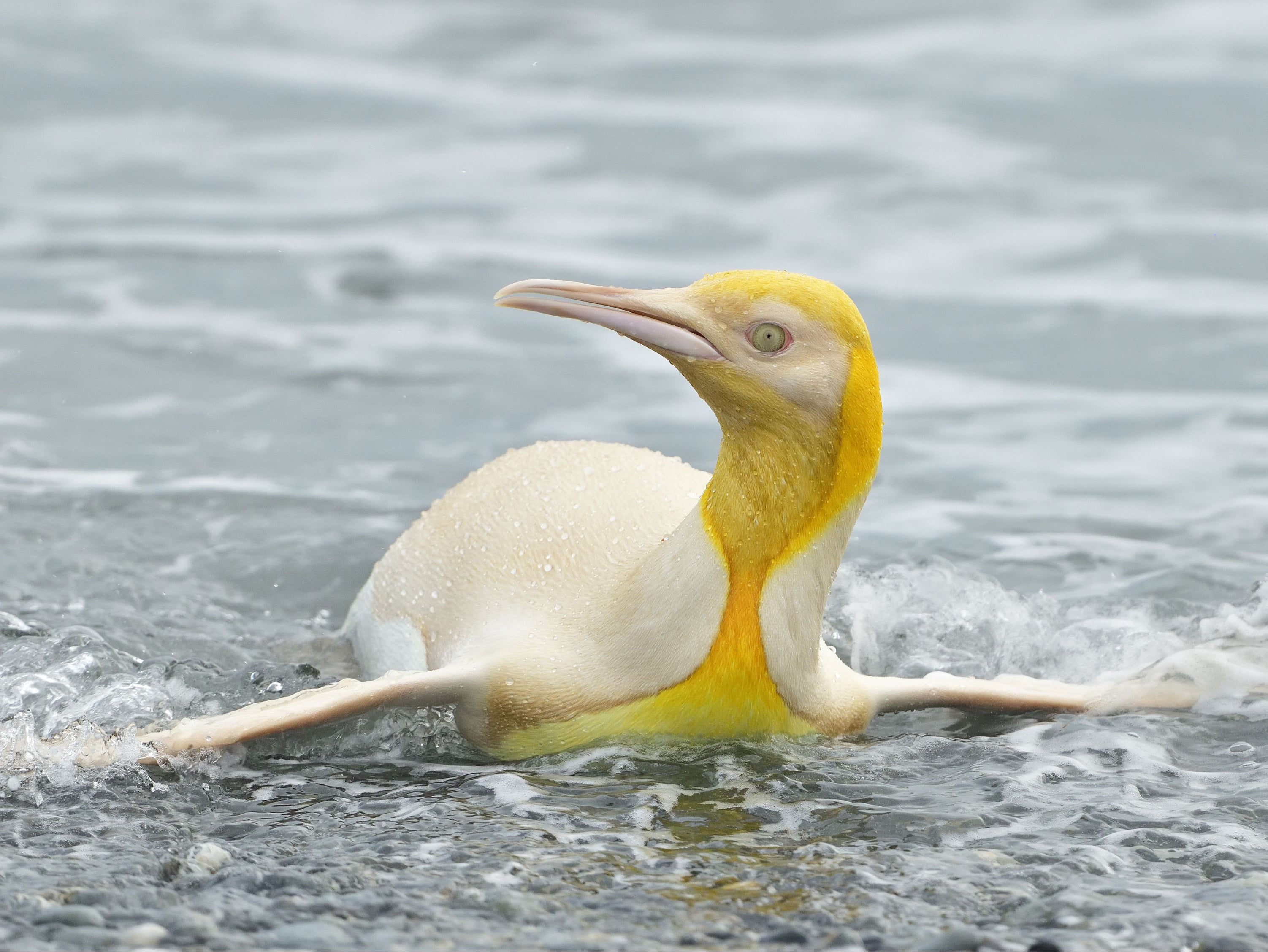 The bird’s cells no longer create melanin