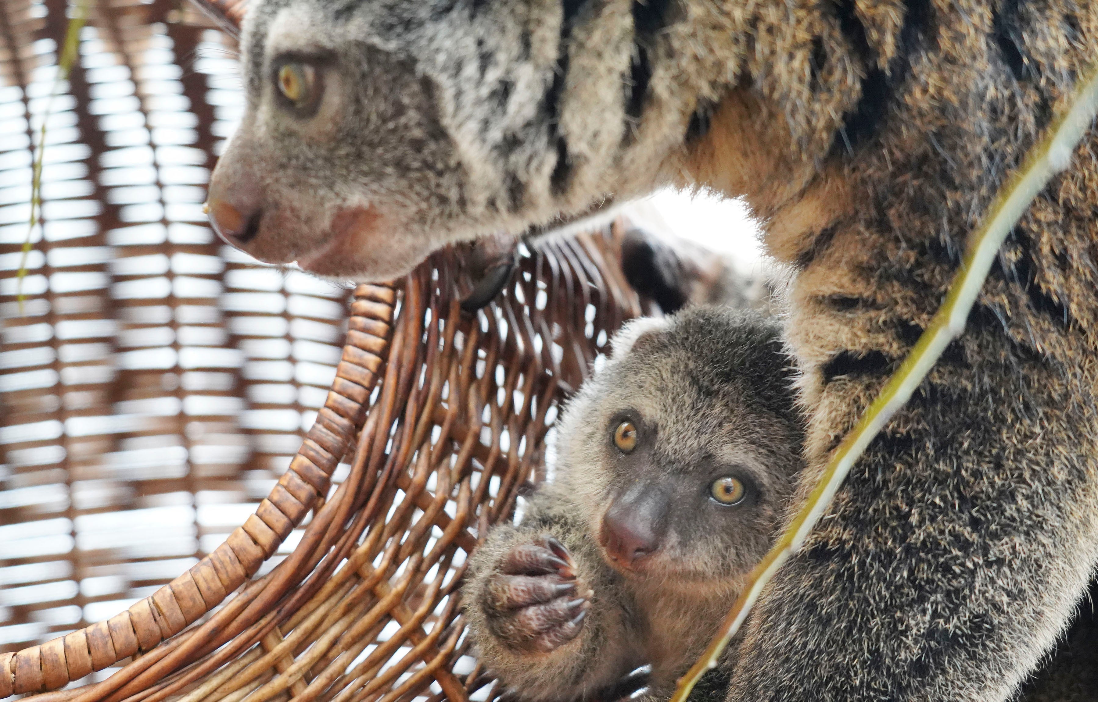 Poland Baby Bear Cuscus