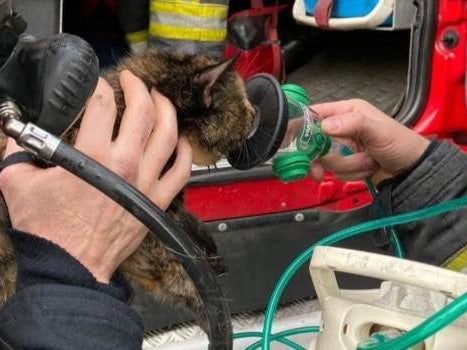 A cat receives oxygen after being rescued from a burning home in Sheffield