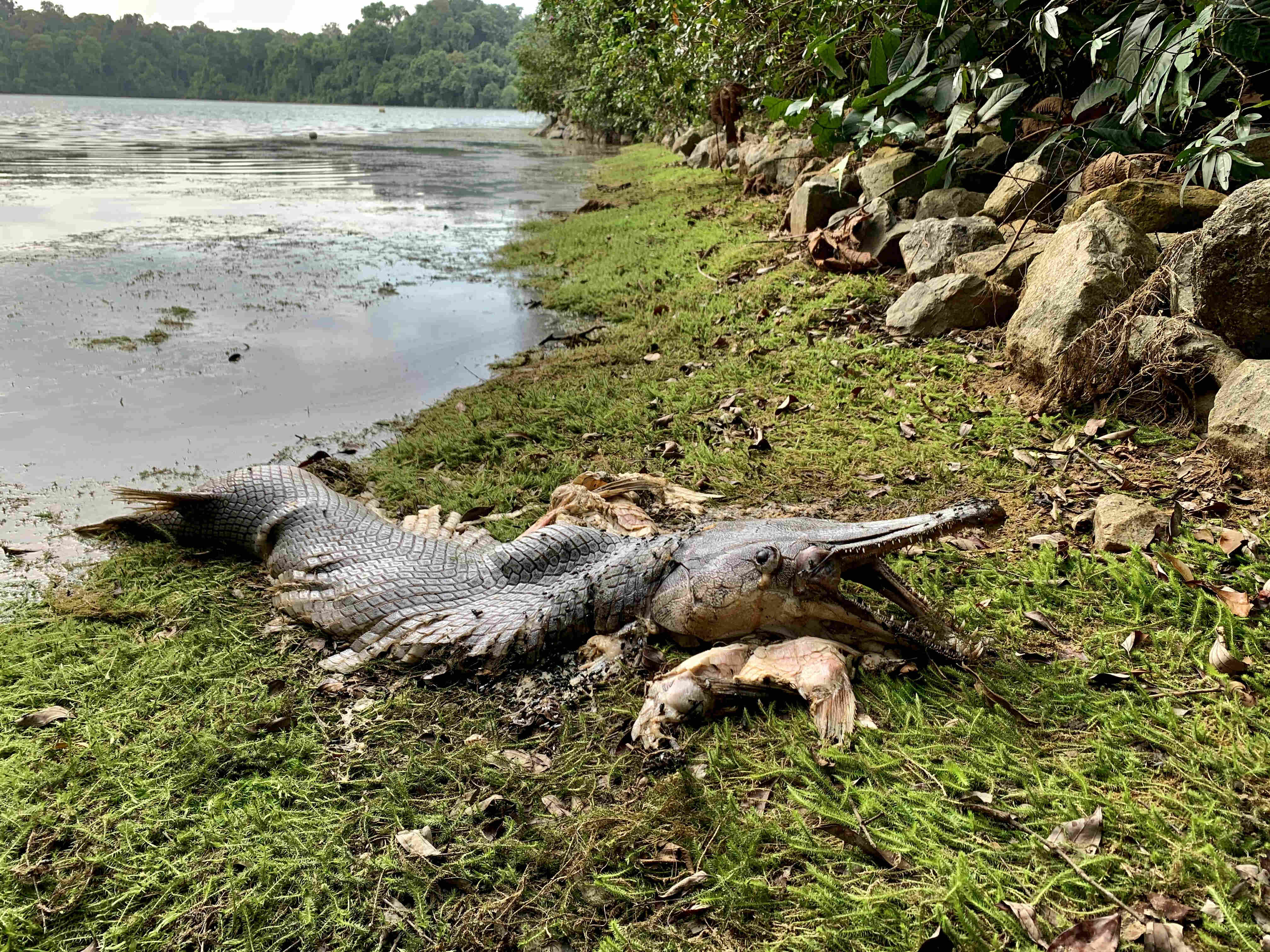 Alligator-like fish with huge jaws and sharp teeth spotted in Singapore — 10,000 miles from its native home