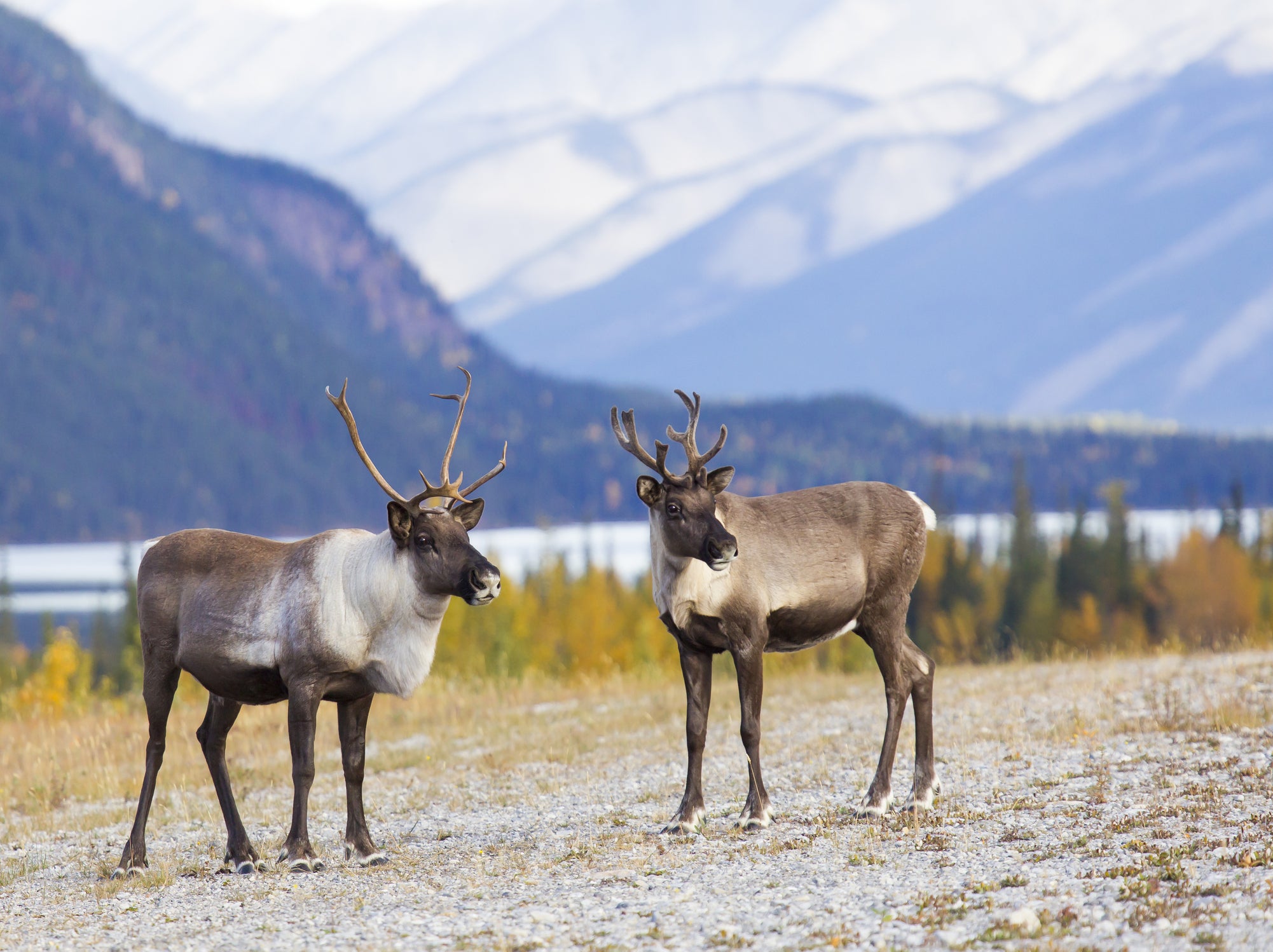 The endangered caribou’s habitat is threatened by the biomass industry