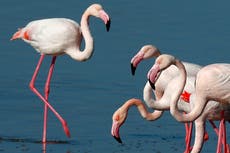 Cyprus activists: Hunters' lead pellets threaten flamingos