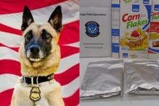 Narcotic detector dog sniffs out cocaine covered cornflakes in Ohio