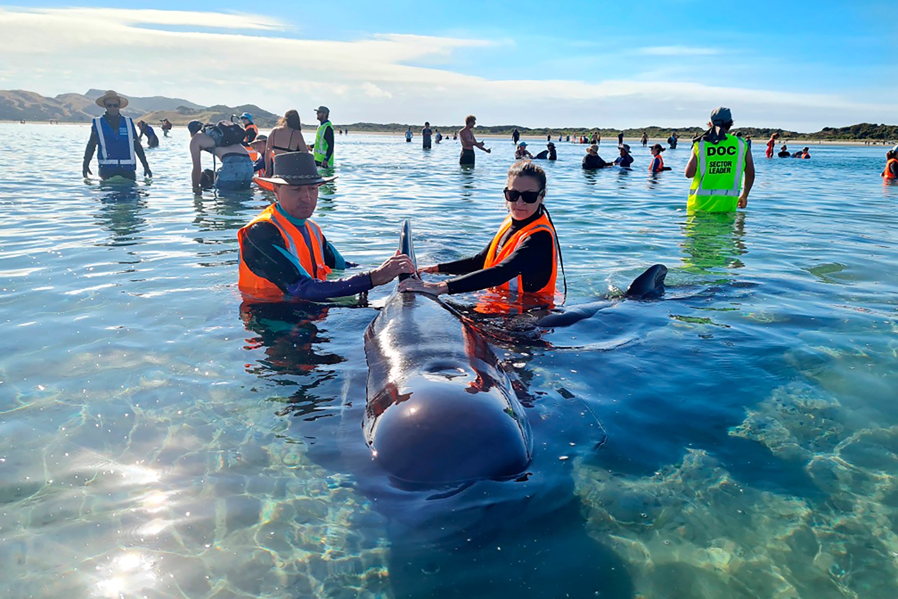 New Zealand Whale Stranding