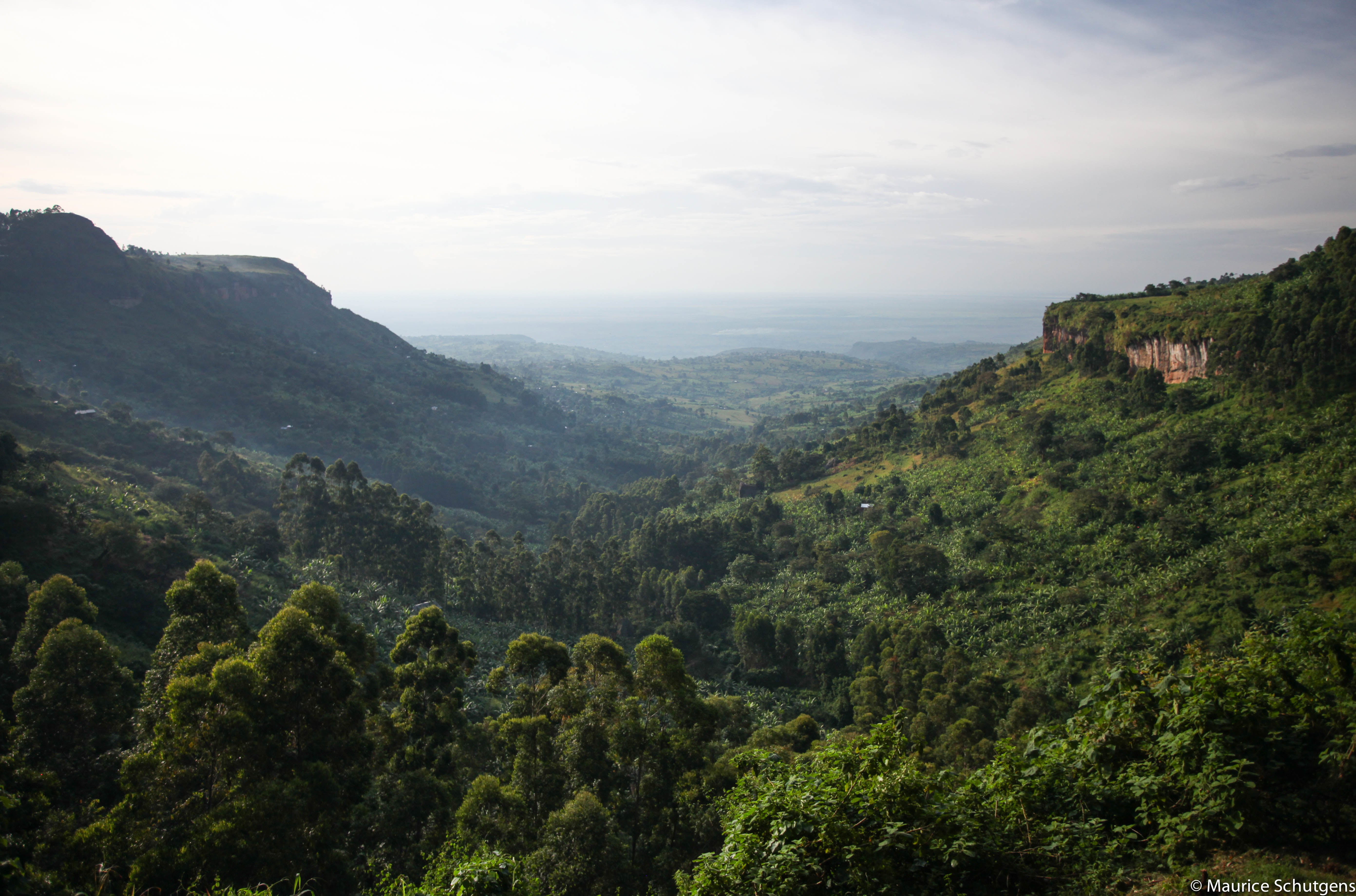 Turning forests into farmland reduces wildlife habitat