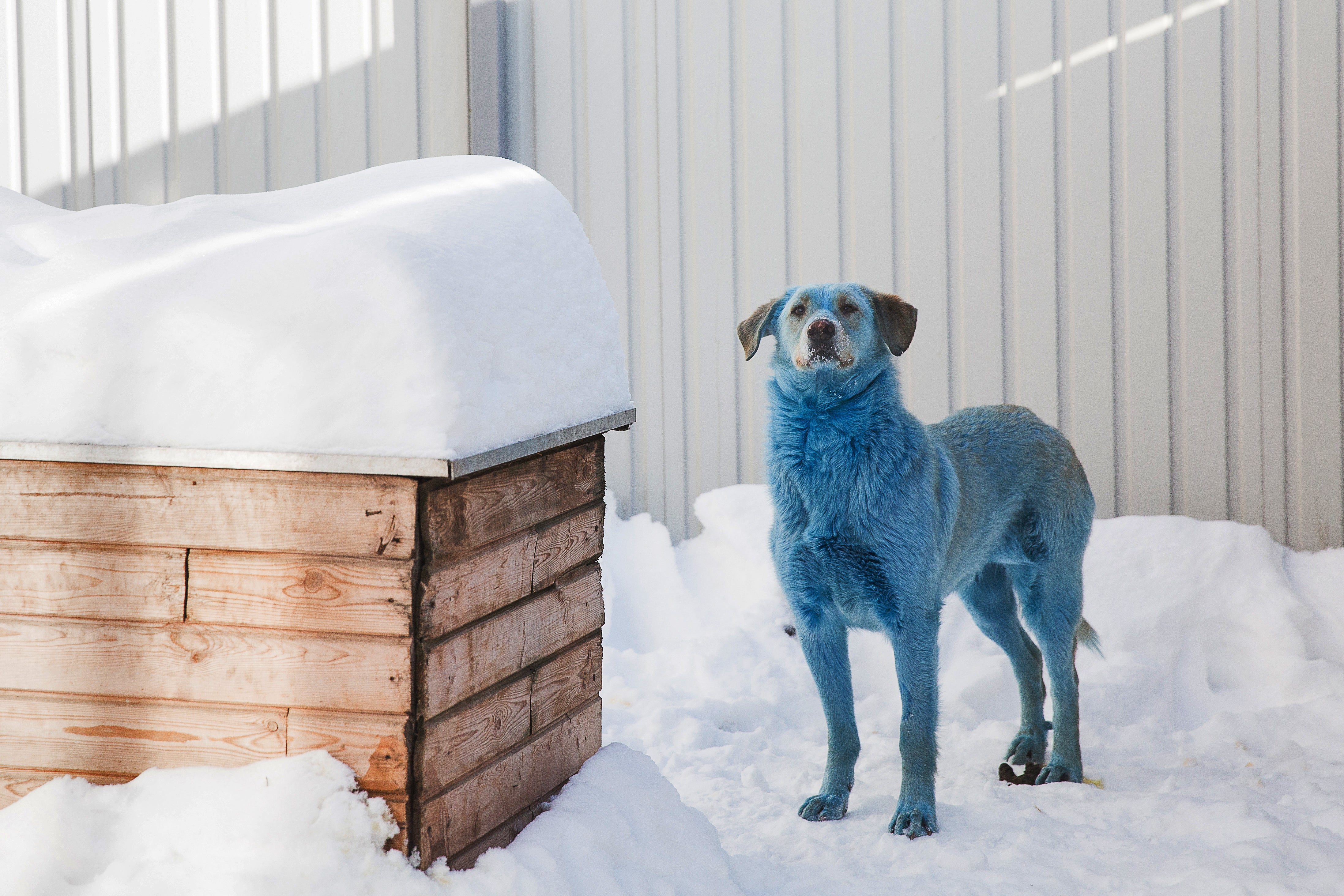 Stray dogs with bright blue fur were found and caught at a factory producing acrylic glass and prussic acid in the city of Dzerzhinsk