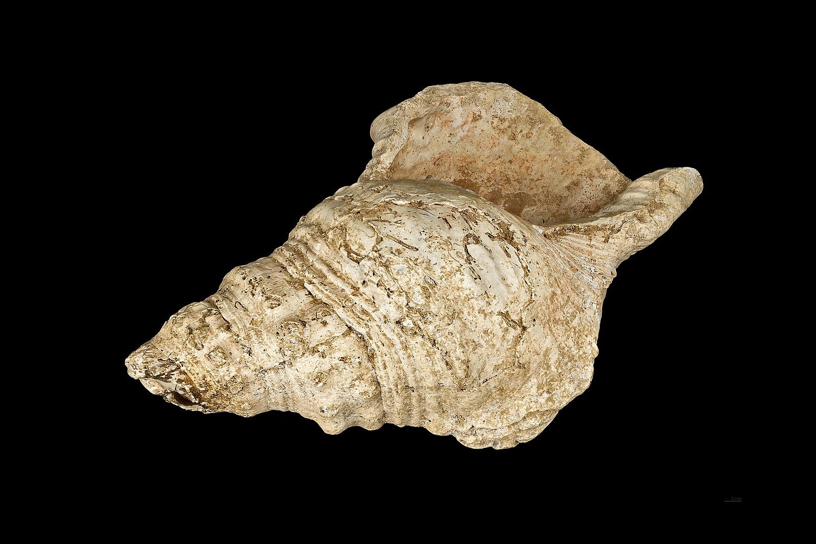 Conch shell from the Marsoulas Cave