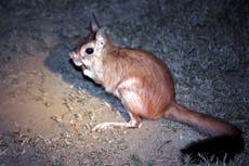 Science news in brief: From fluorescent mammals to cannibal cockroach couples