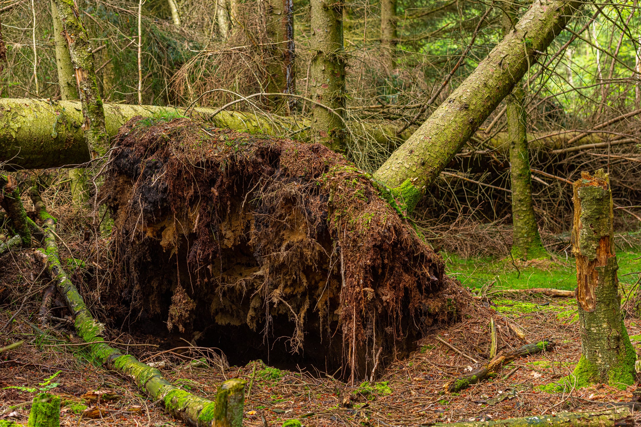 ‘Windthrows’ are events where trees are uprooted by extreme wind