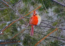 ‘One-in-a-million’ half-male and half-female northern cardinal bird spotted in Pennsylvania 