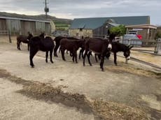 Donkeys arrive on Isle of Wight after Brexit delays hold up rescue from slaughter