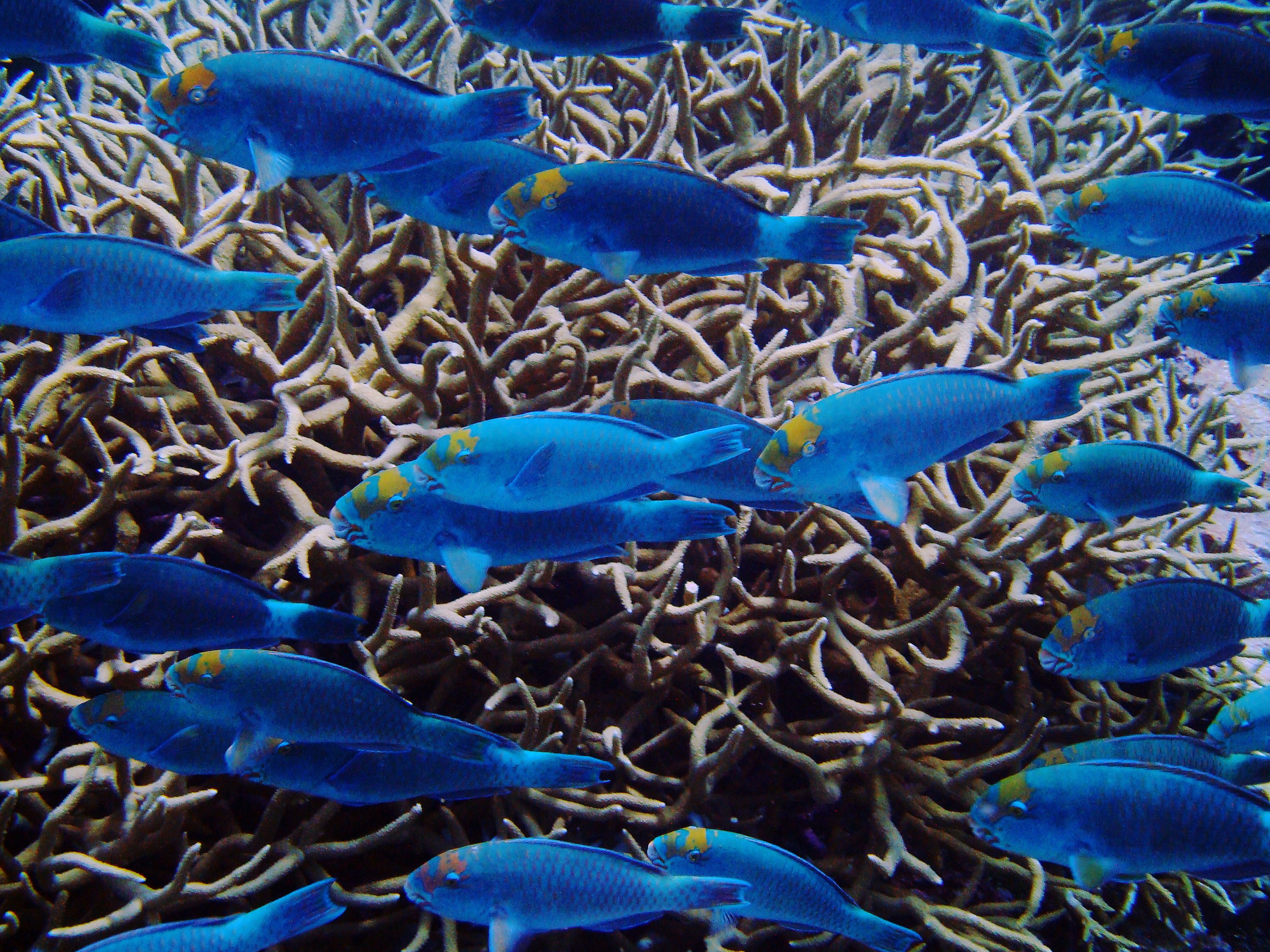 Palmyra’s vibrant reefs have helped scientists study how climate change affects marine ecosystems.