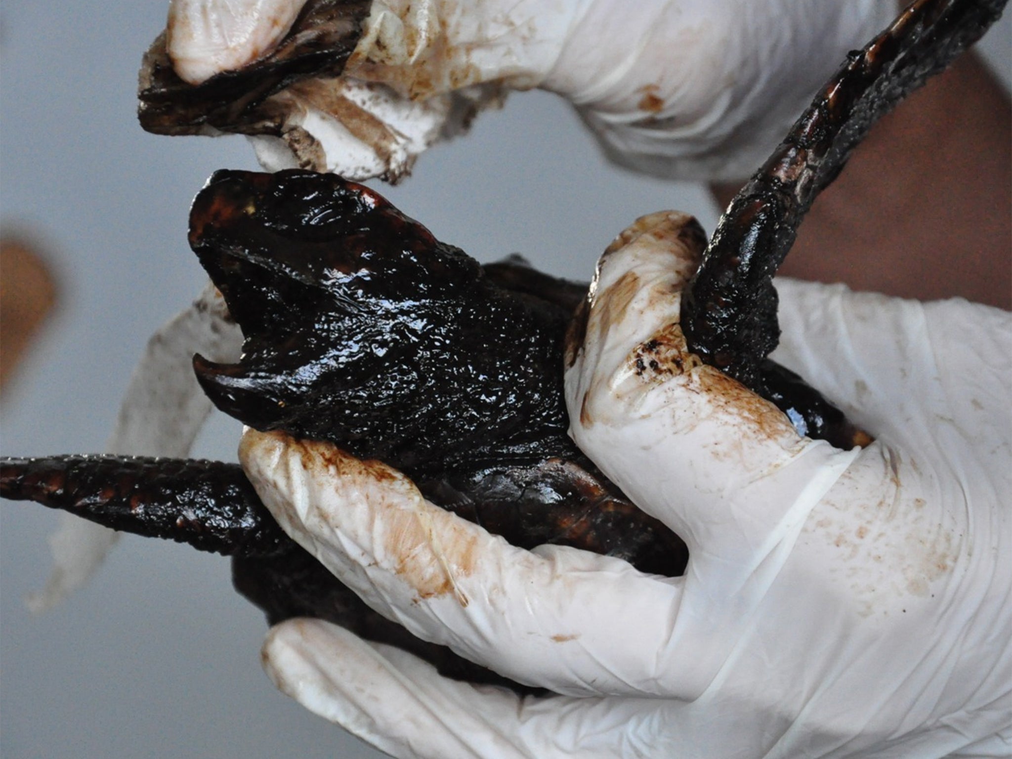 Turtles have been found coated ‘inside and out’ with toxic tar