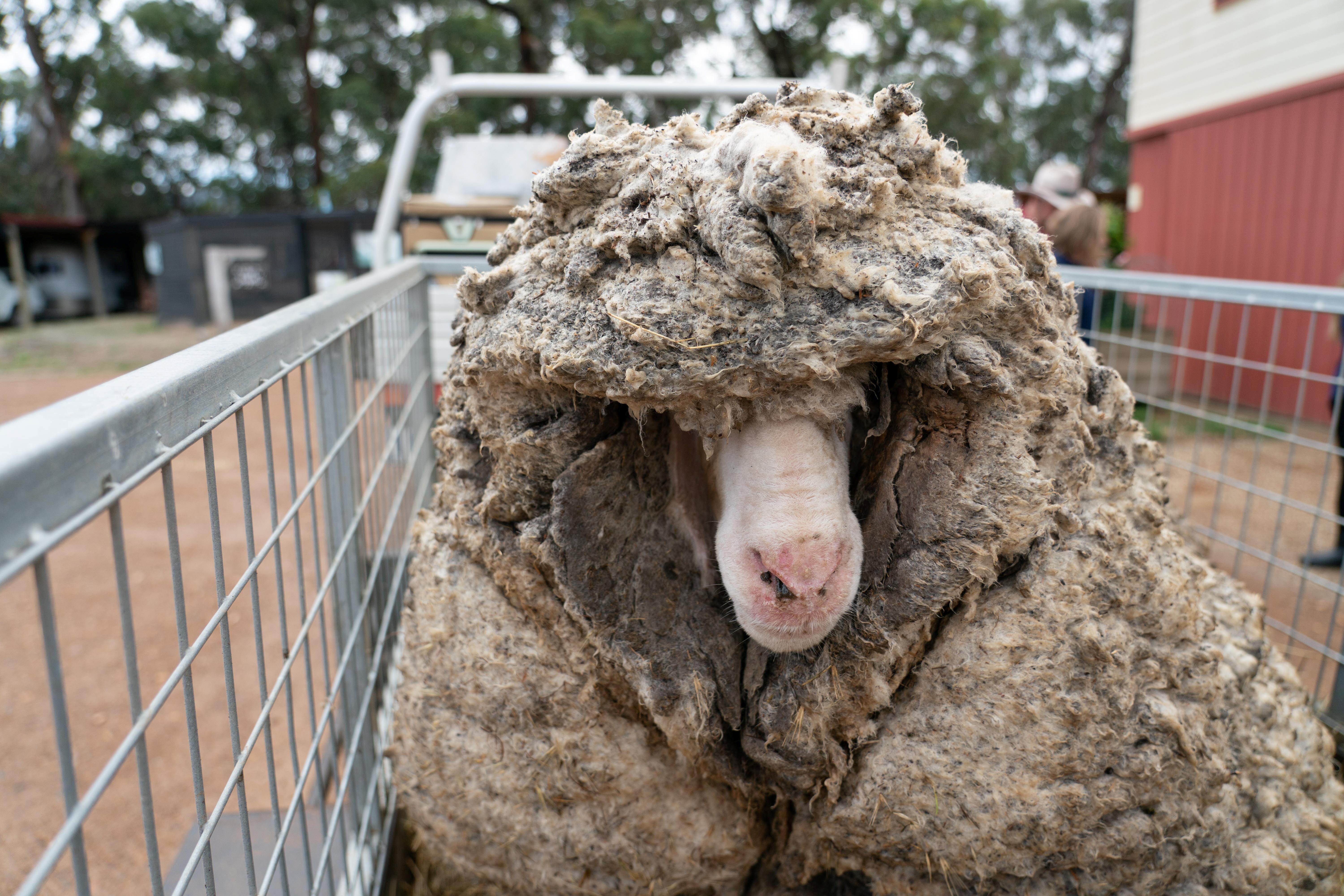 After his much-needed shearing, Baarack was 35.4 kilogrammes lighter