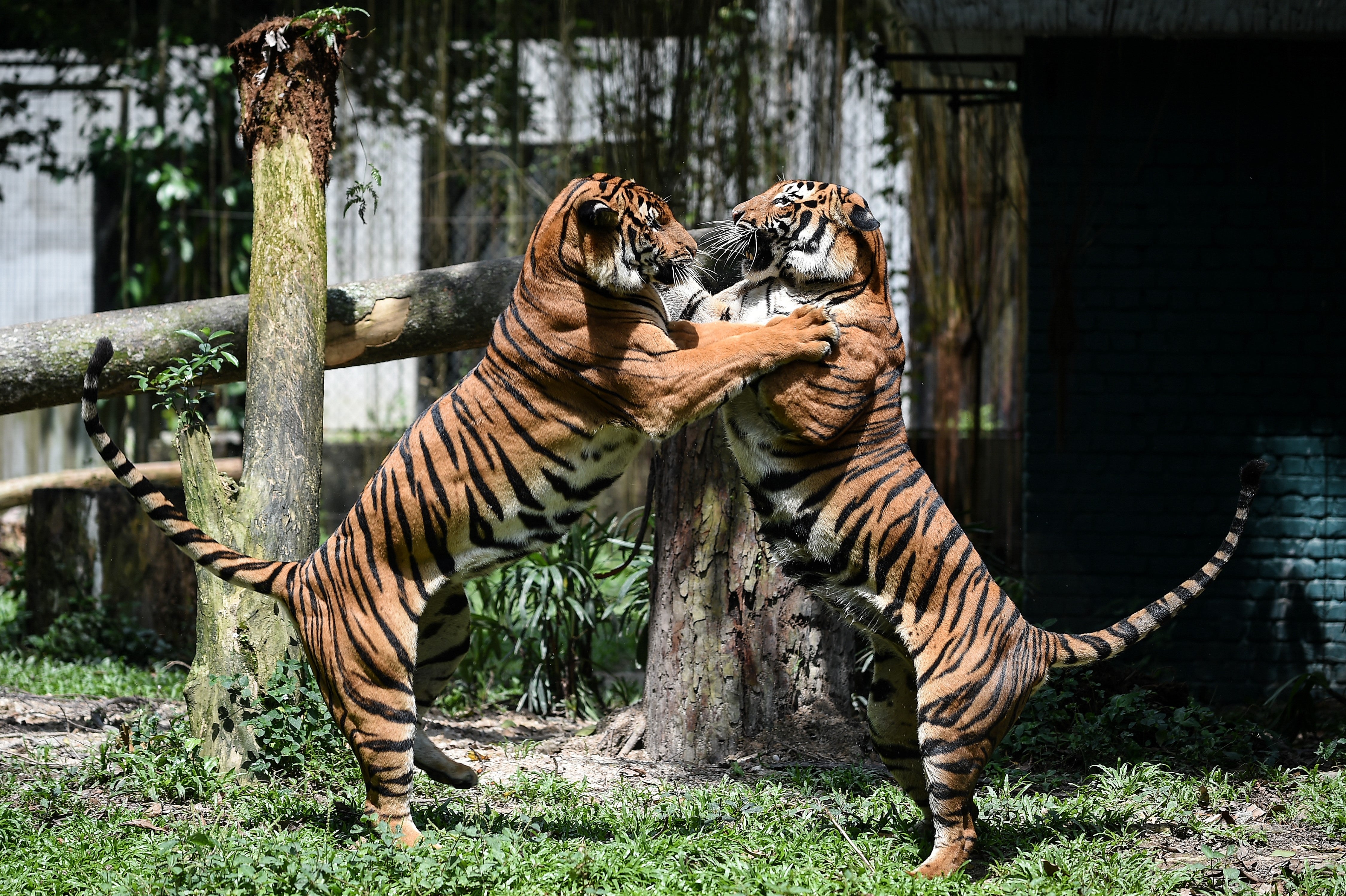 File Image: Two Malayan tigers fight at the National Zoo in Kuala Lumpur on 21 November 2017