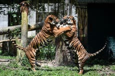 Two ultra-rare Malayan tiger cubs born in Singapore, zoo announces