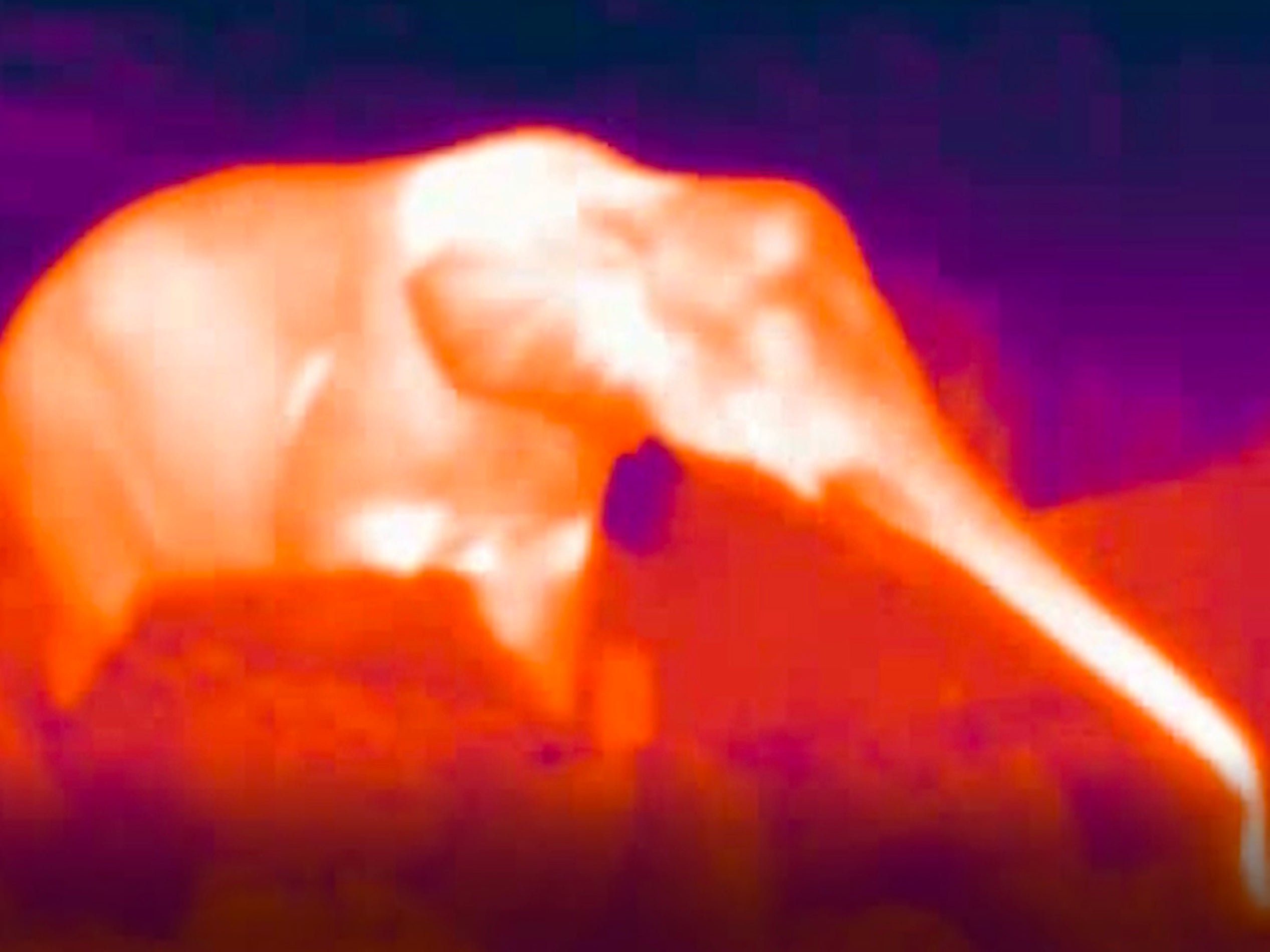 Thermal cameras can detect elephants during the day and night to provide alerts to communities living near elephants