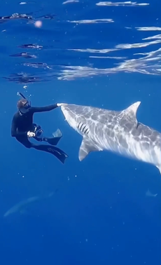 Diver shows how to fend off tiger shark in ‘amazing’ video