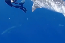 Diver shows how to fend off tiger shark in ‘amazing’ video