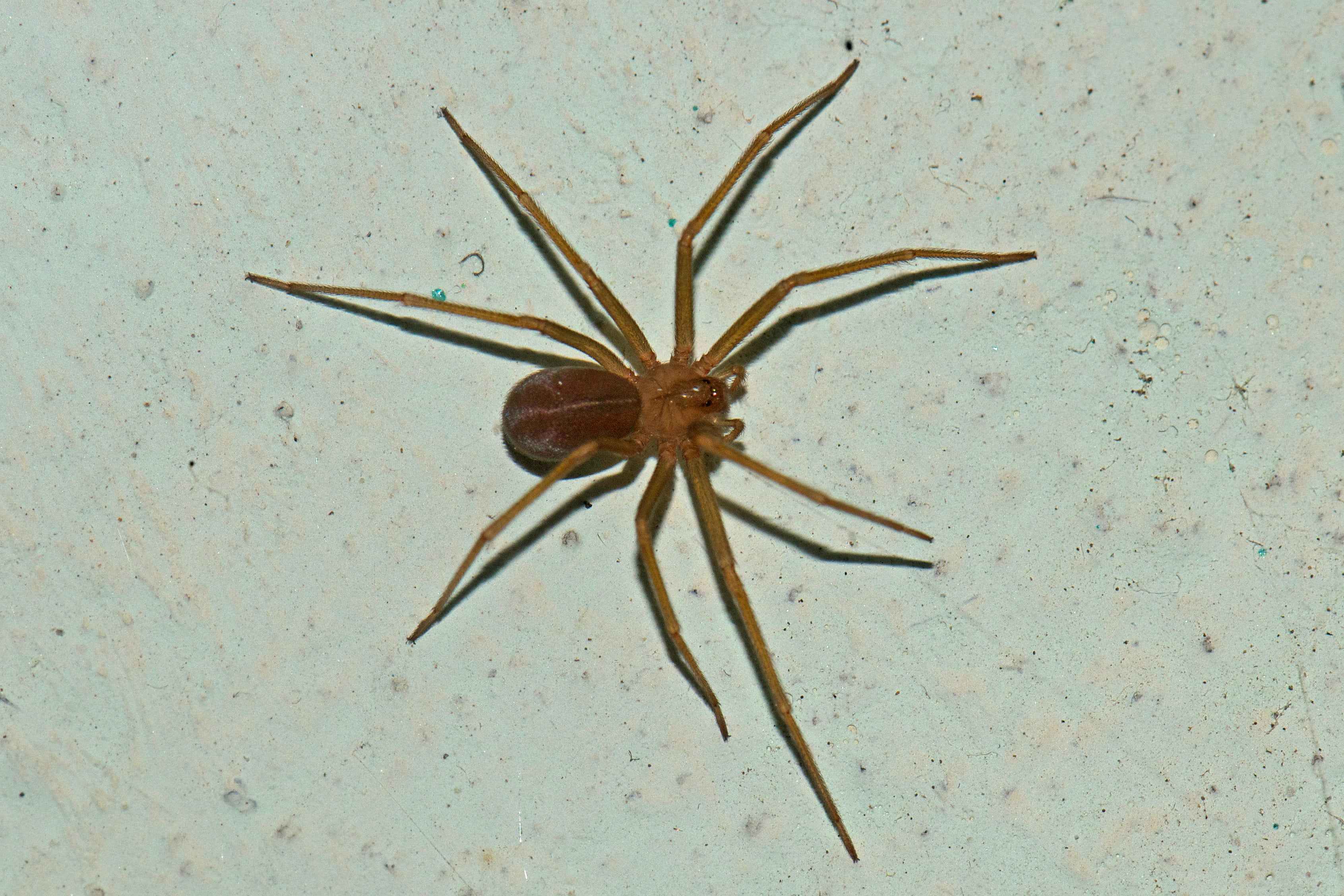 University of Michigan officials discovered Mediterranean recluse spiders in a campus library