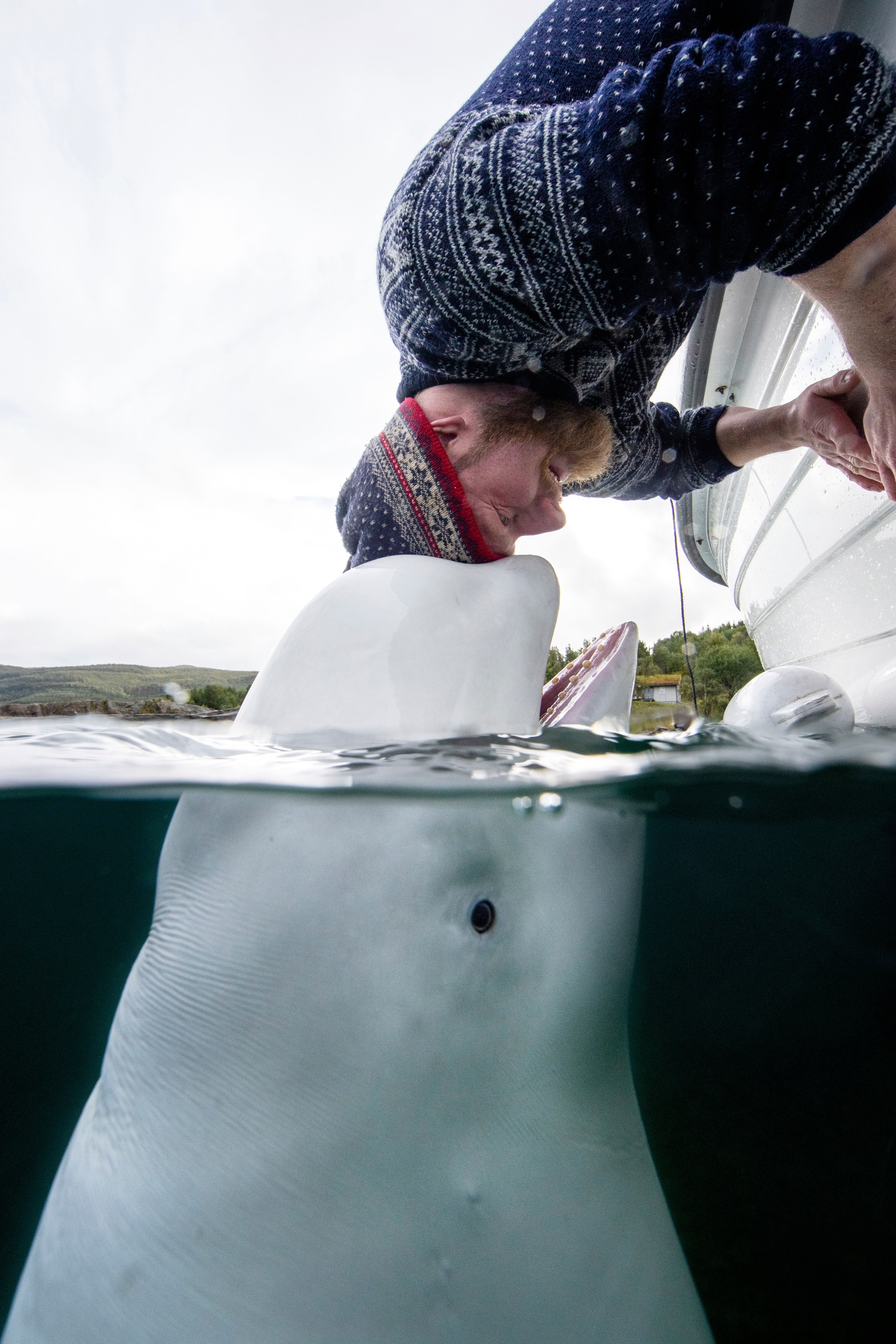 man touching heads with beluga whale