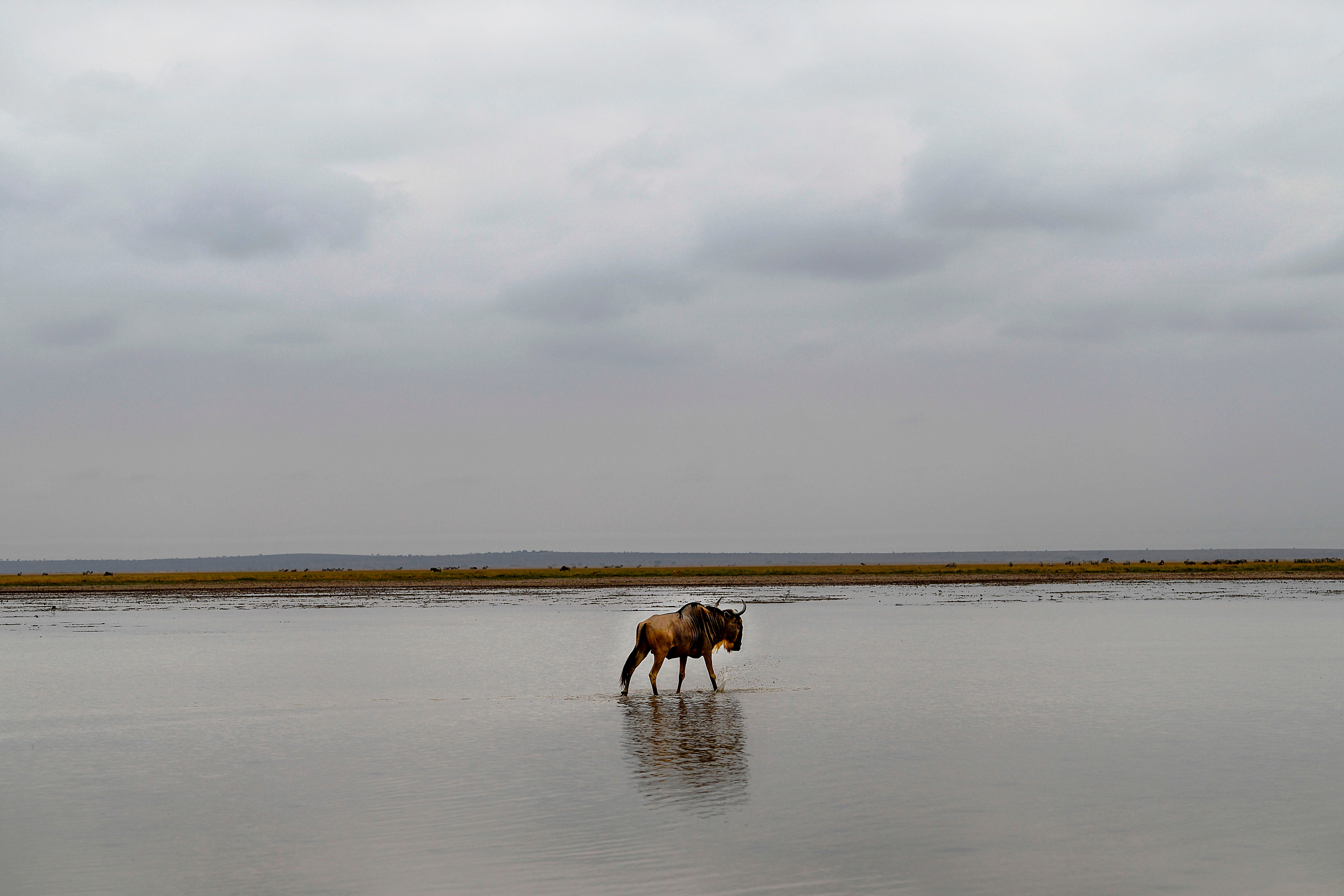 Wildebeest are used to the extreme heat of Africa and their bodies are not equiped to deal with the freezing cold