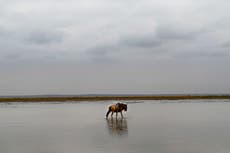 The ‘exotic’ animals that fell victim to the Texas freeze 