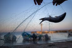 After oil spill, Israel's fishermen net catch despite ban