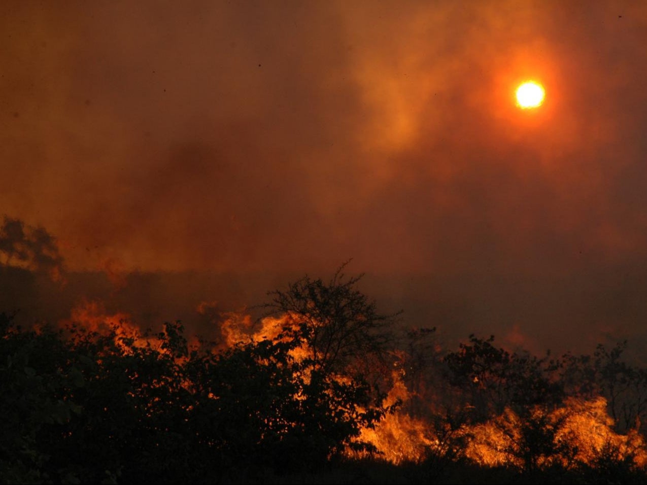 Savannah Fire at Africa's Kruger National Park